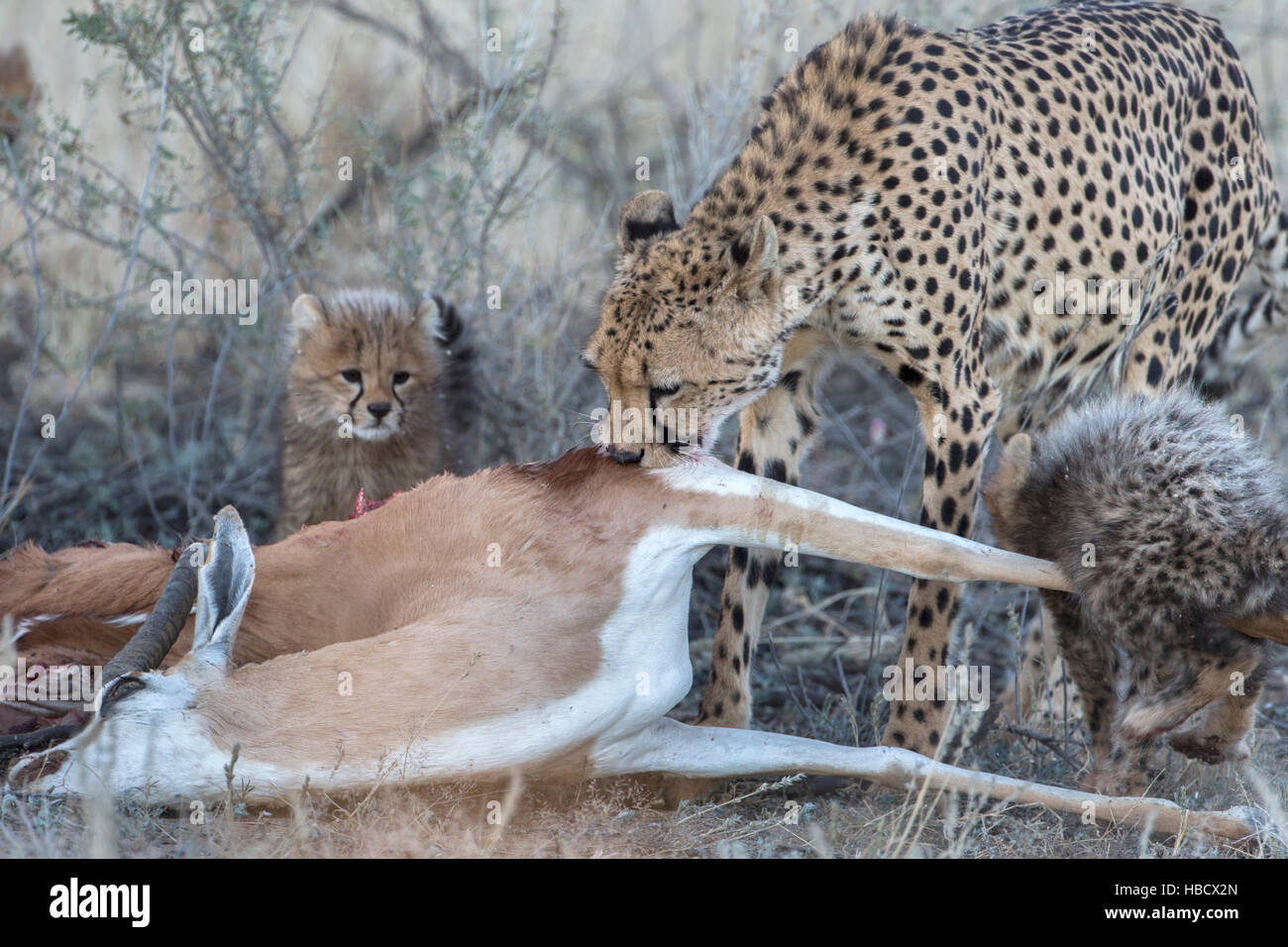 Cheetah (Acinonyx jubatus) with cubs on springbok kill, Kgalagadi Transfronter Park, Northern Cape, South Africa Stock Photo