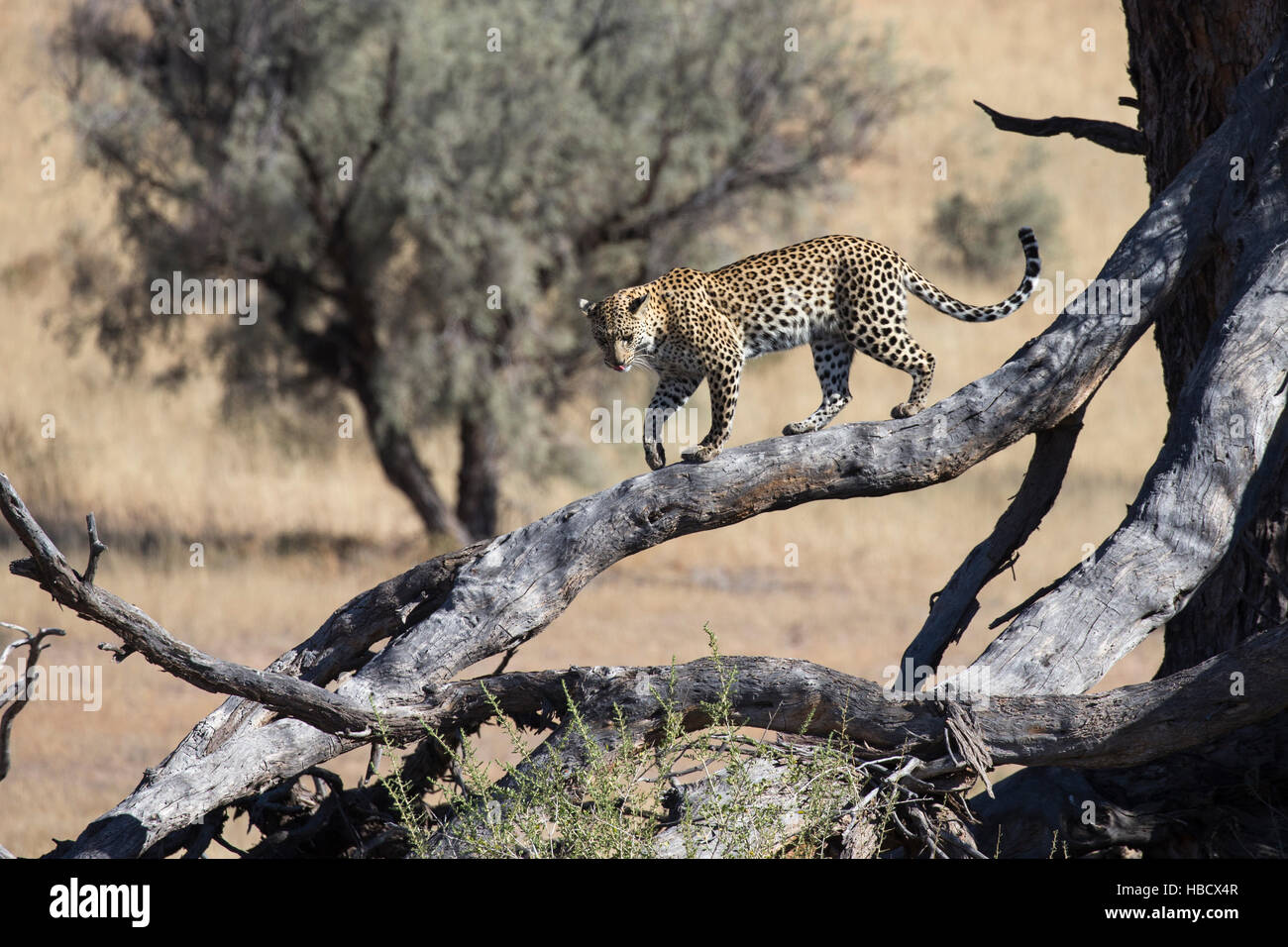 Leopard female (Panthera pardus), Kgalagadi transfrontier park, South Africa Stock Photo