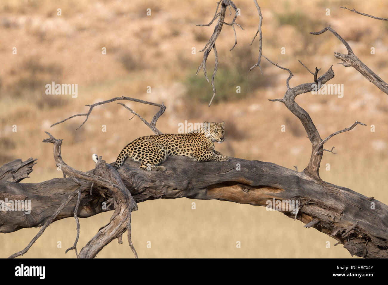 Leopard female (Panthera pardus), Kgalagadi transfrontier park, South Africa Stock Photo