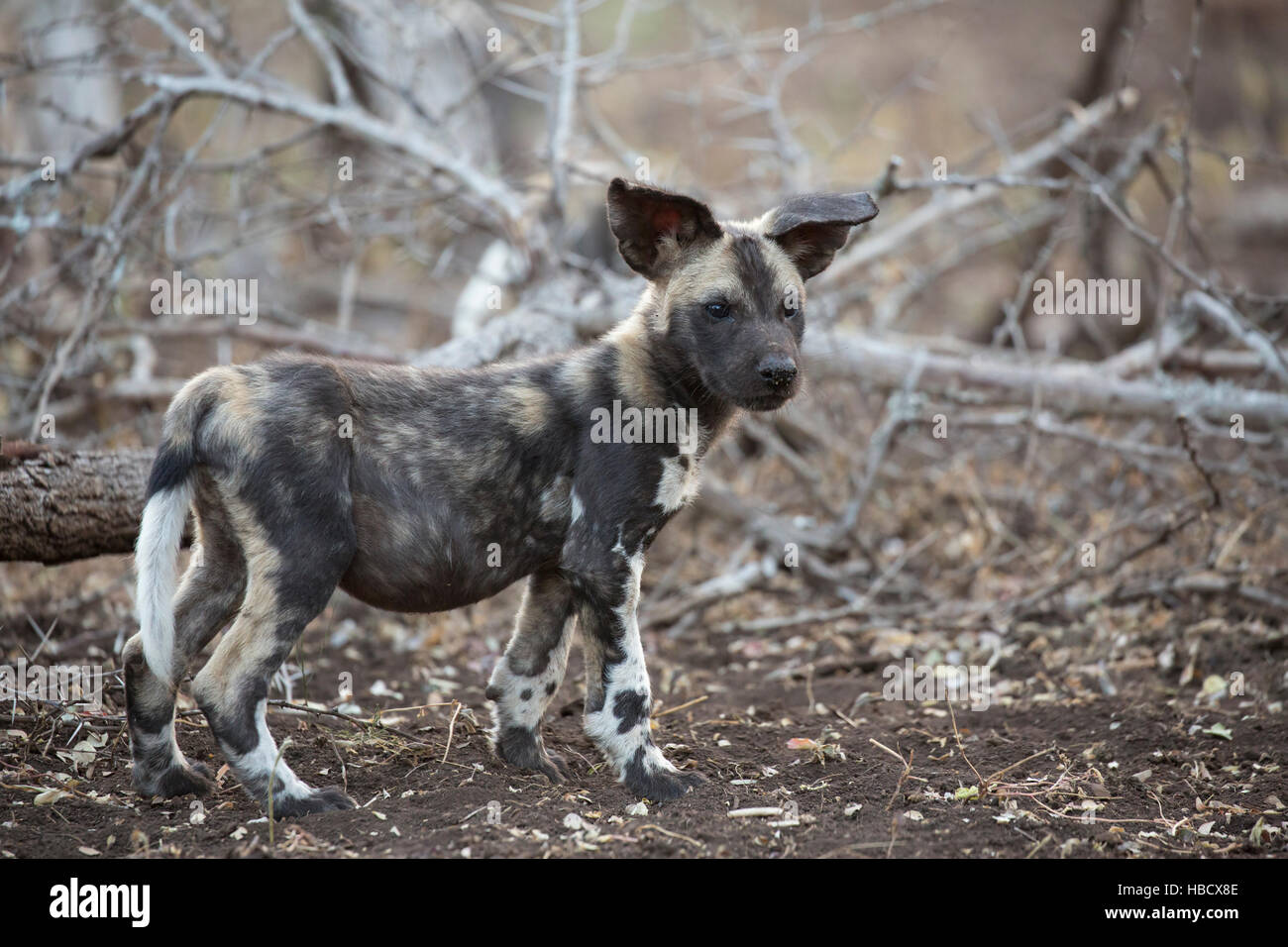 African wild dog pup (Lycaon pictus), Zimanga private game reserve, KwaZulu-Natal, South Africa Stock Photo