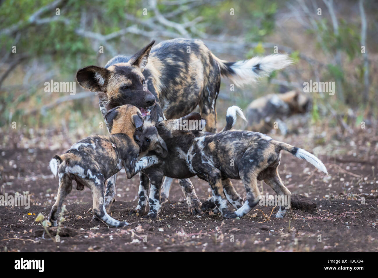 African wild dog (Lycaon pictus) regurgitating food for pups, Zimanga private game reserve, KwaZulu-Natal, South Africa Stock Photo