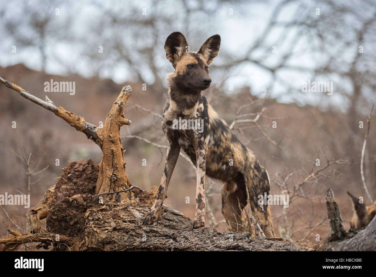 African wild dog (Lycaon pictus), Zimanga private game reserve, KwaZulu-Natal, South Africa Stock Photo