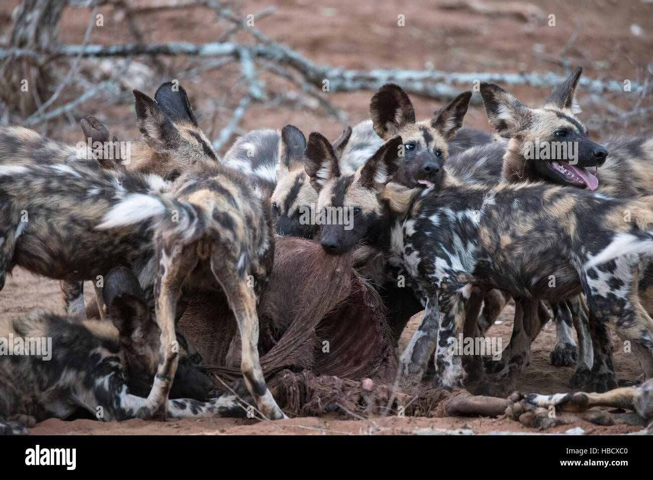 African wild dogs (Lycaon pictus) feeding on warthog, Zimanga private game reserve, KwaZulu-Natal, South Africa Stock Photo
