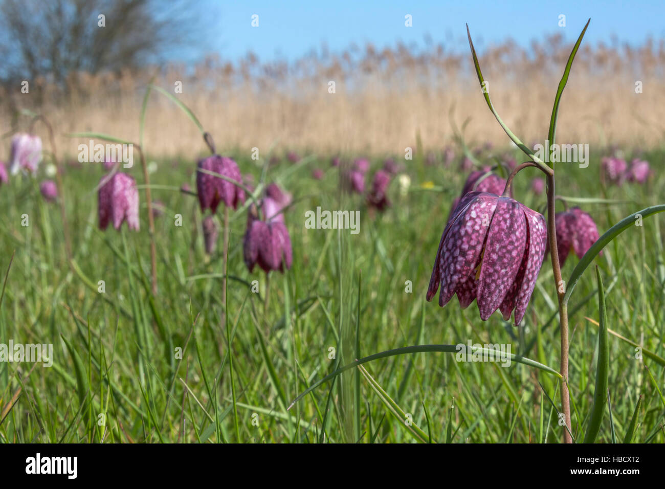 Snakeshead fritillaries (Fritillaria meleagris), Iffley Meadow, Oxford Stock Photo