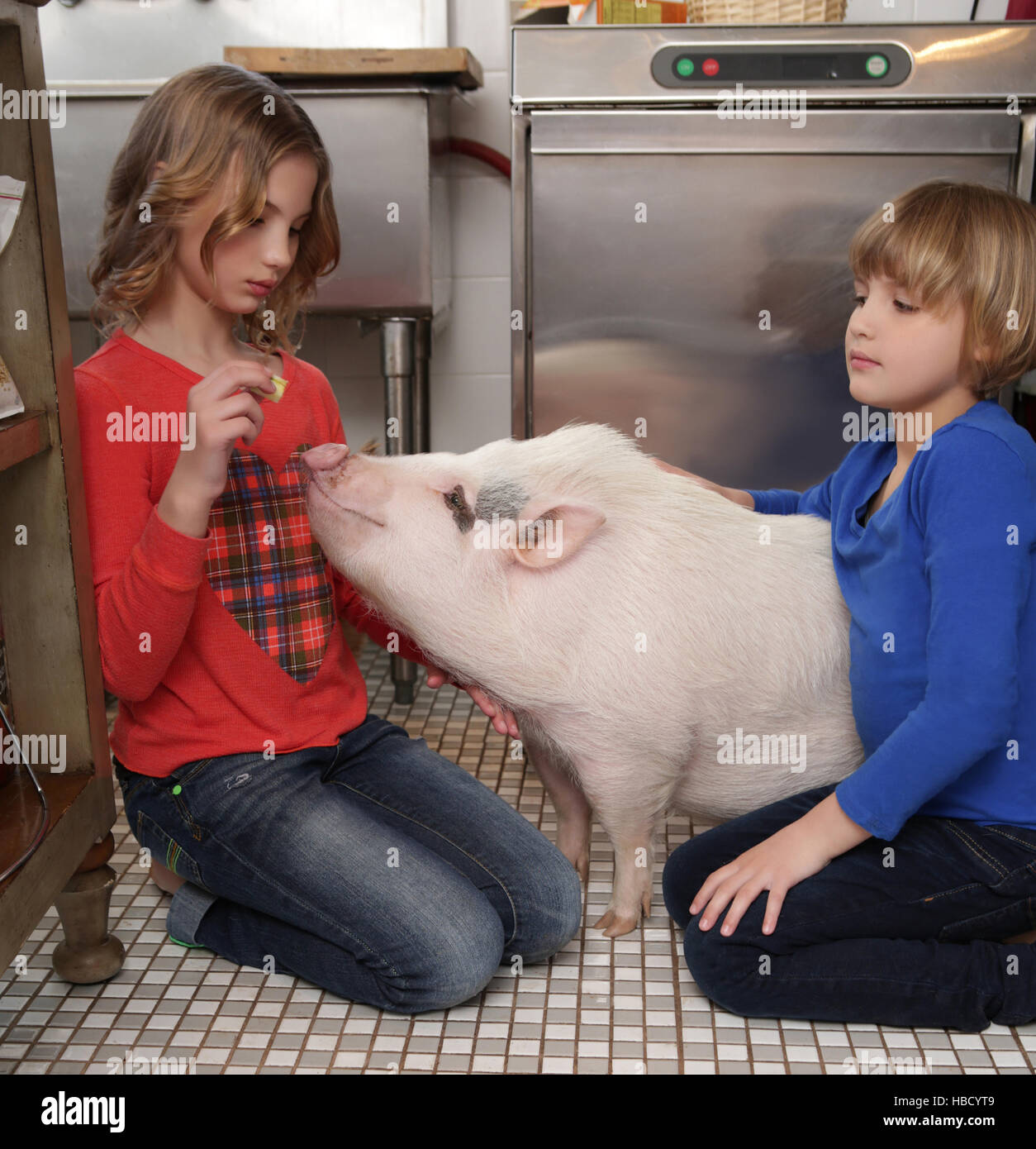 Two young girls in kitchen, feeding pet pig Stock Photo Alamy