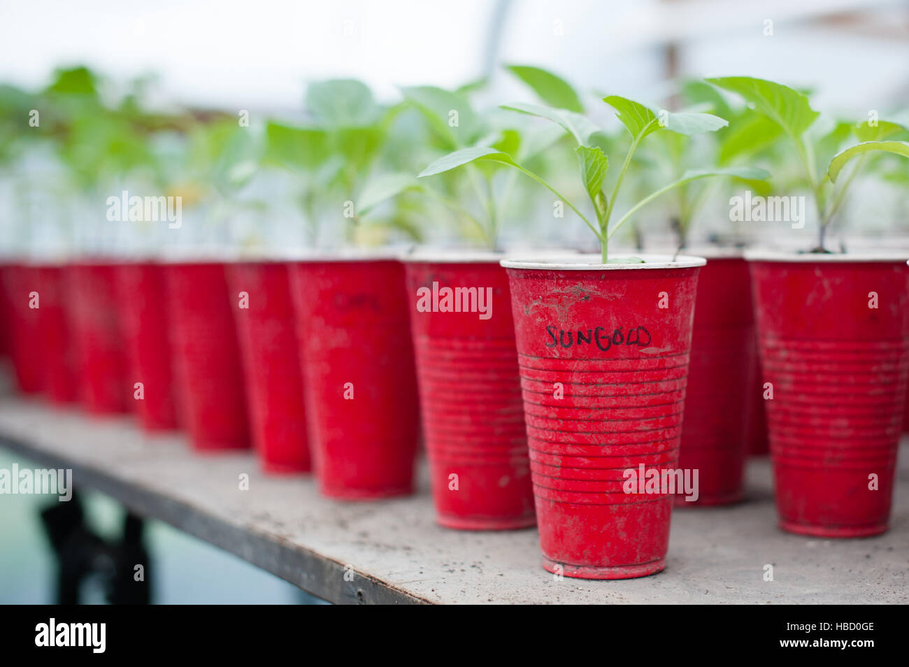 https://c8.alamy.com/comp/HBD0GE/rows-of-seedling-plants-in-red-plastic-cups-in-plant-nursery-HBD0GE.jpg