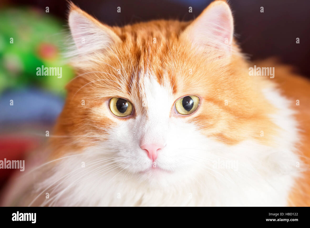 Portrait of adult red cat with yellow eyes Stock Photo