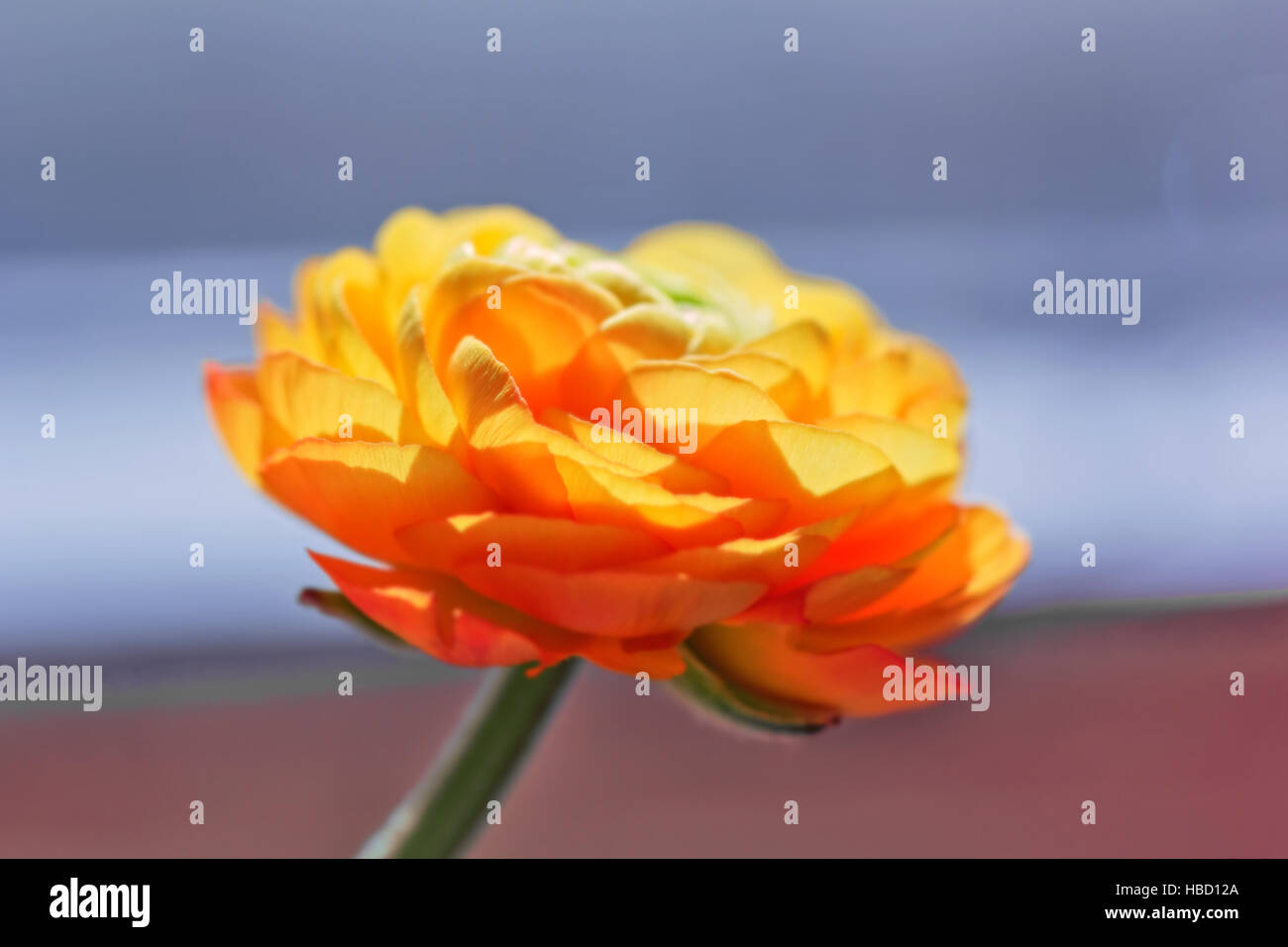 Ranunculus big orange flower in sunlight rays Stock Photo Alamy