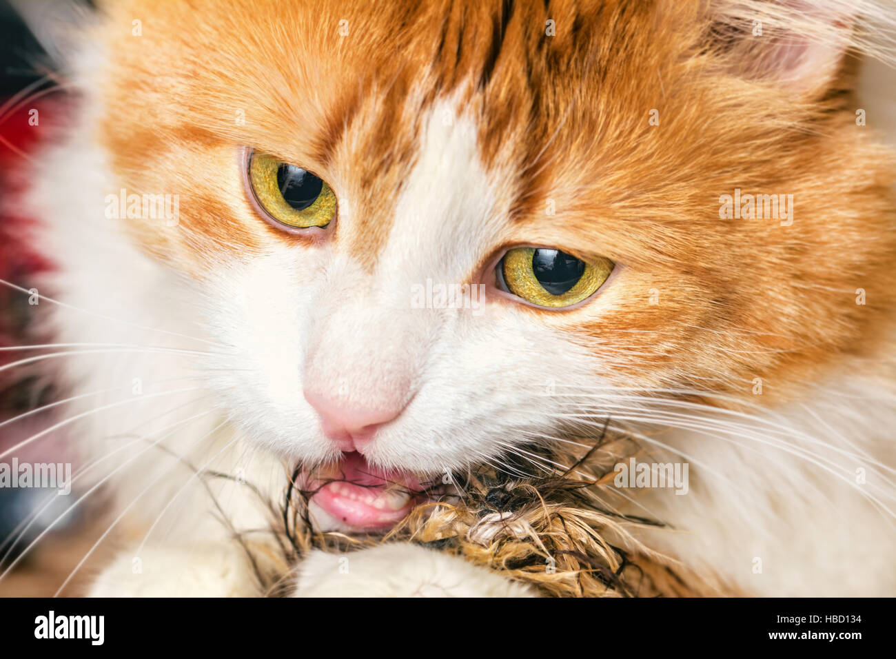 Adult nice red cat like predator with toy Stock Photo