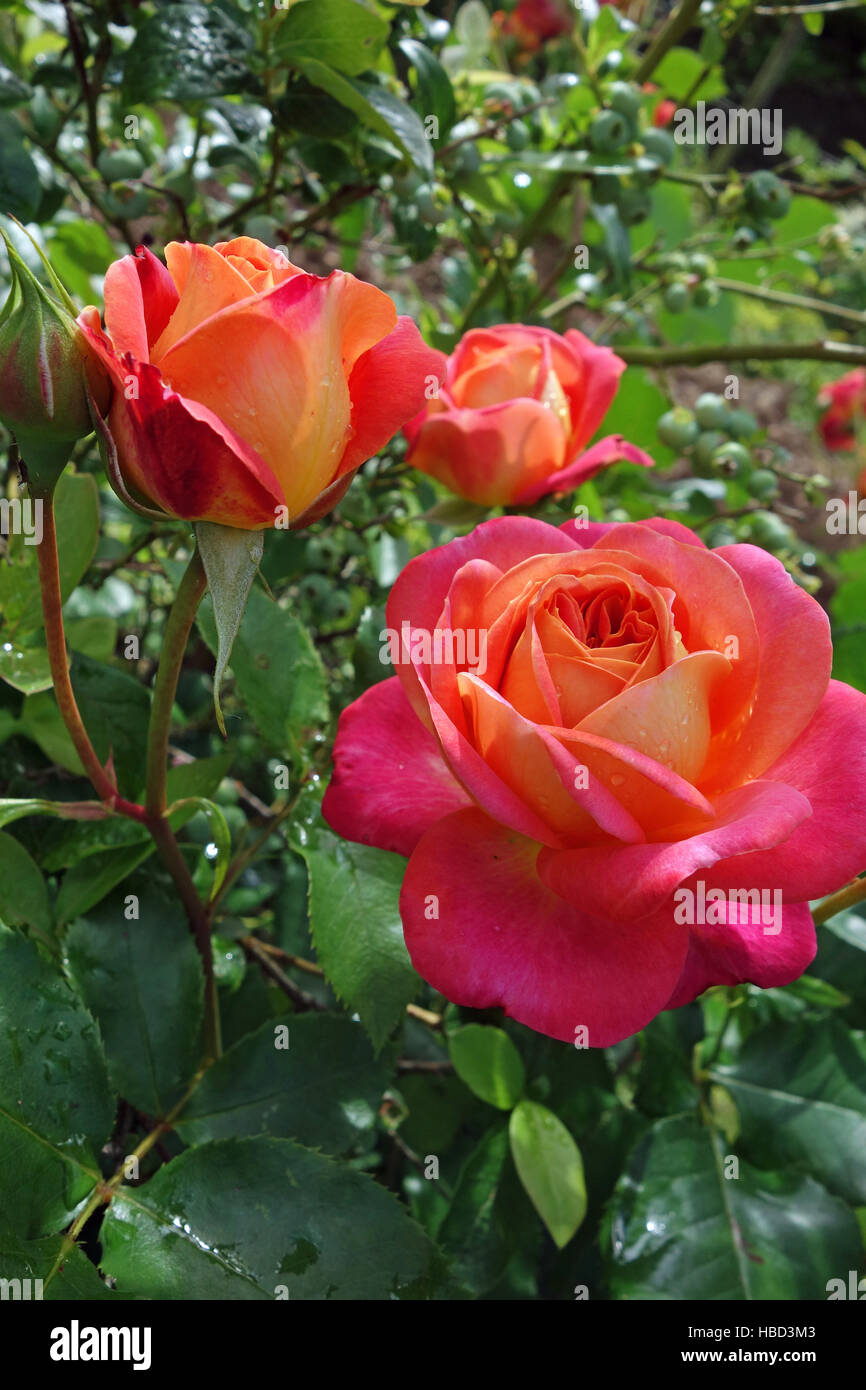 nostalgia rose midsummer Stock Photo - Alamy