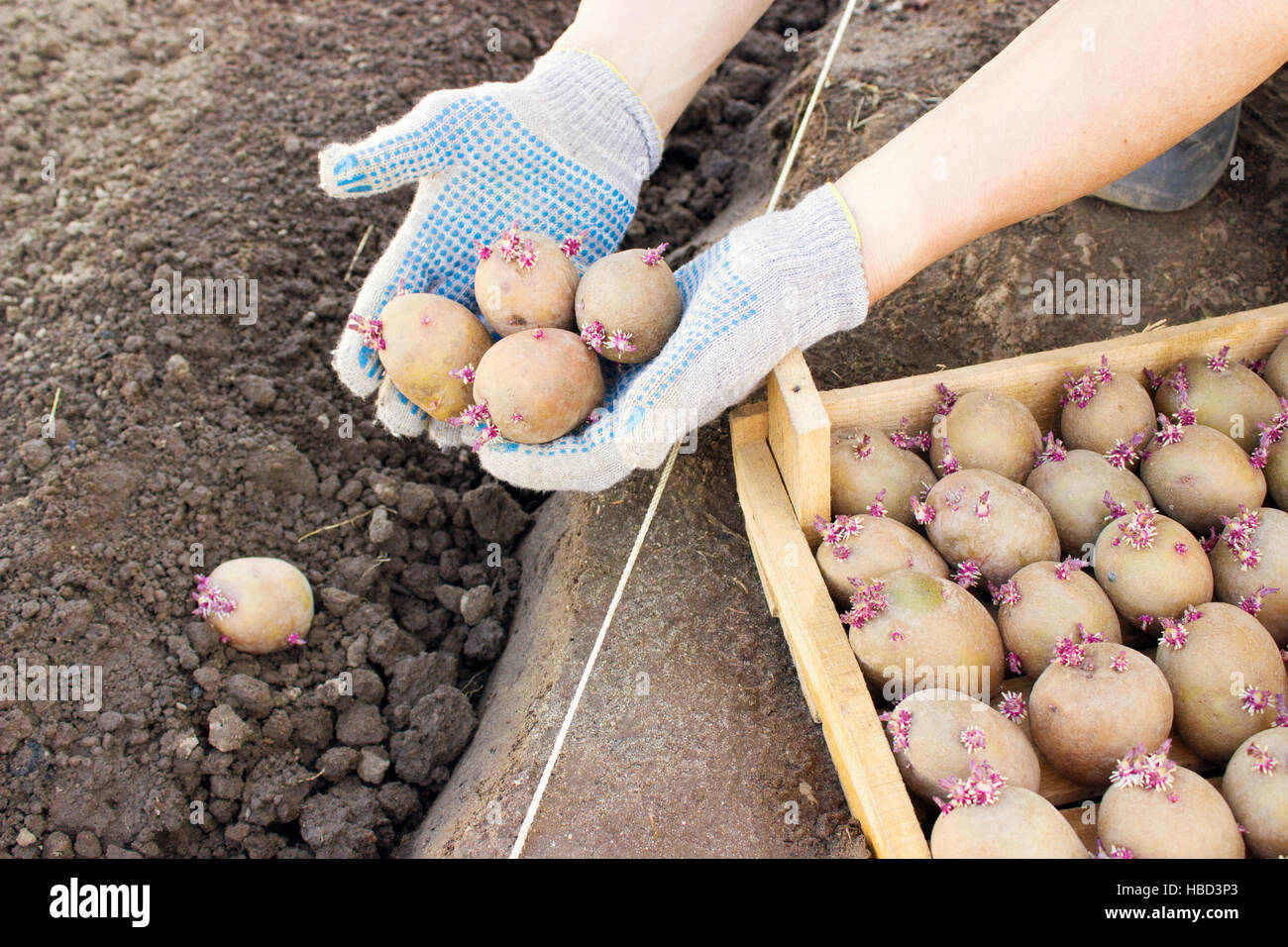 Посадка пророщенного картофеля. Сорт картофеля волат. Посадка раннего картофеля. Огород картошка посадка. Как посадить крупный картофель.