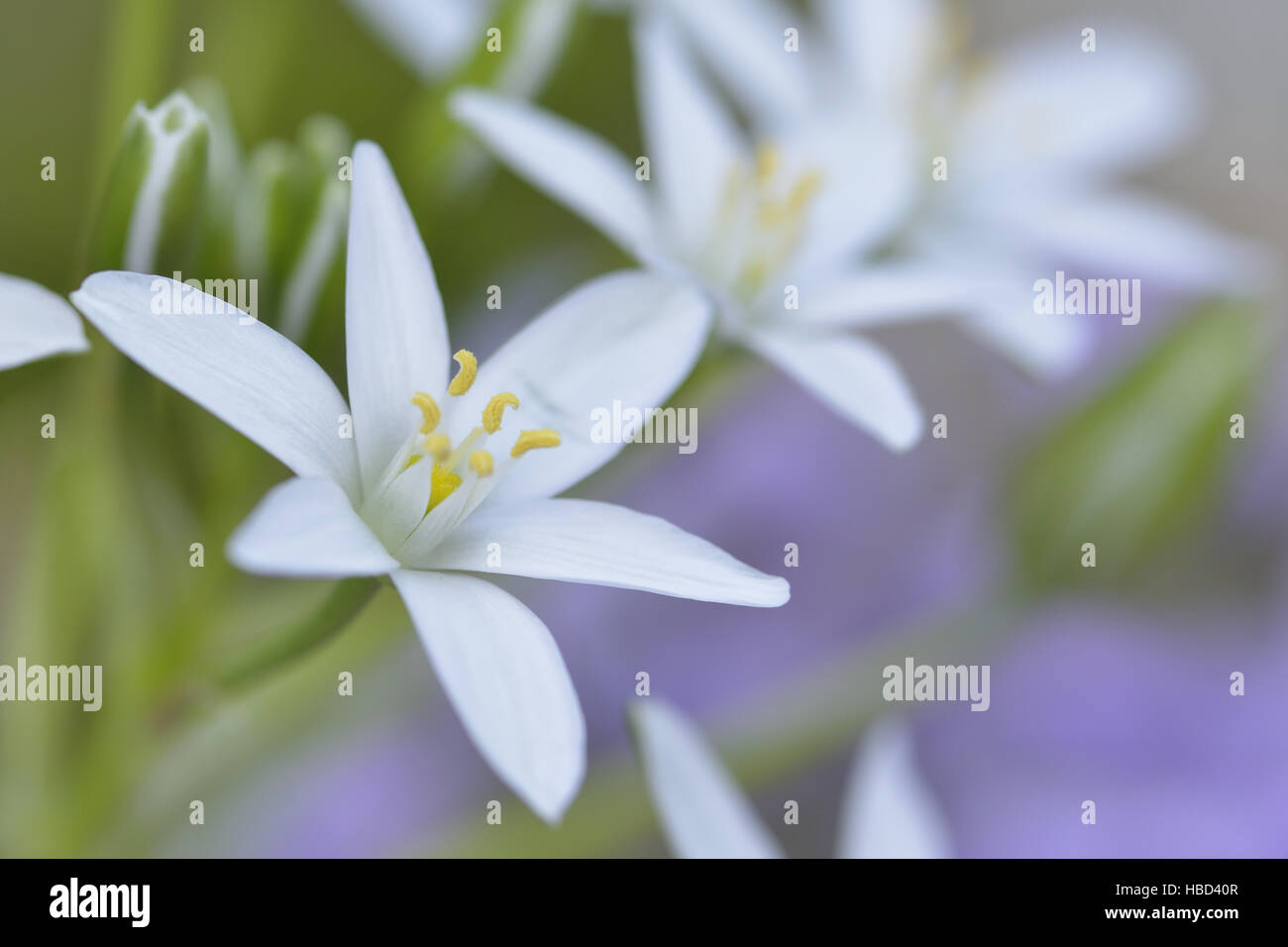 Ornithogalum Stock Photo