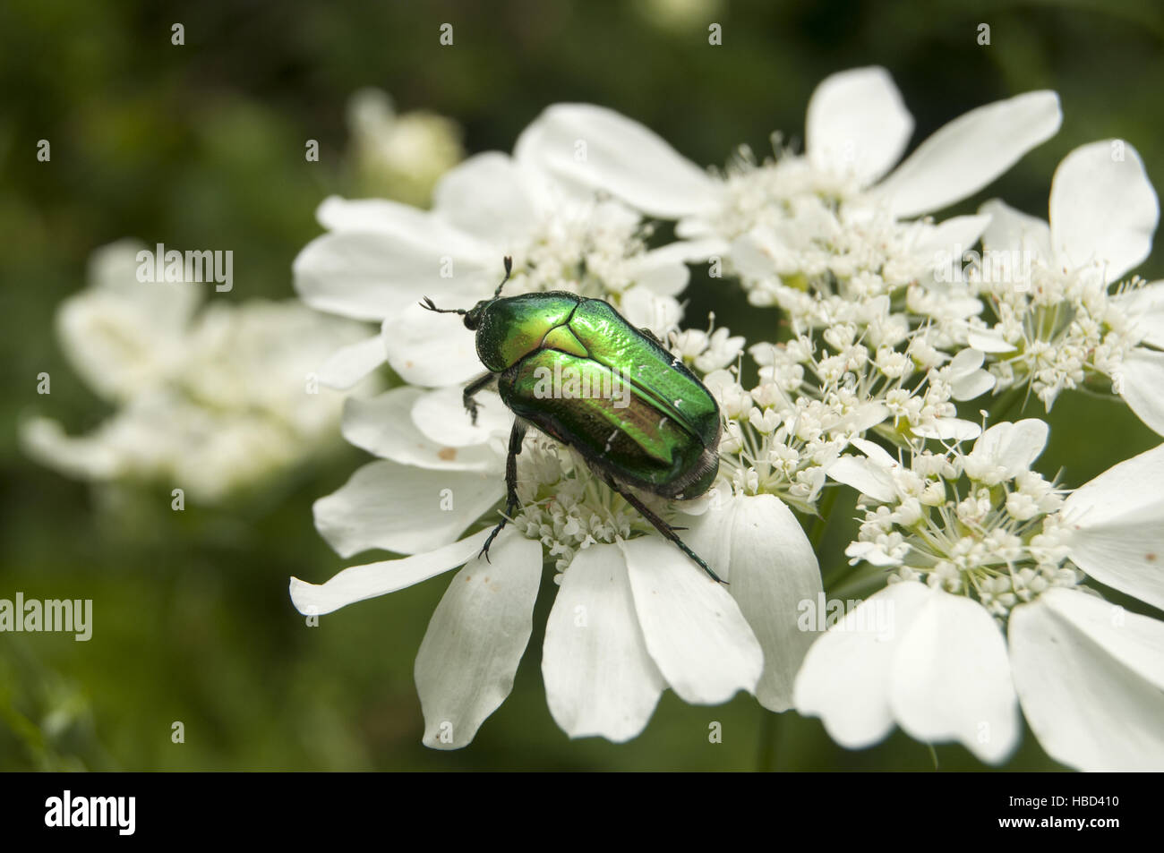 Golden green stag beetle hi-res stock photography and images - Alamy