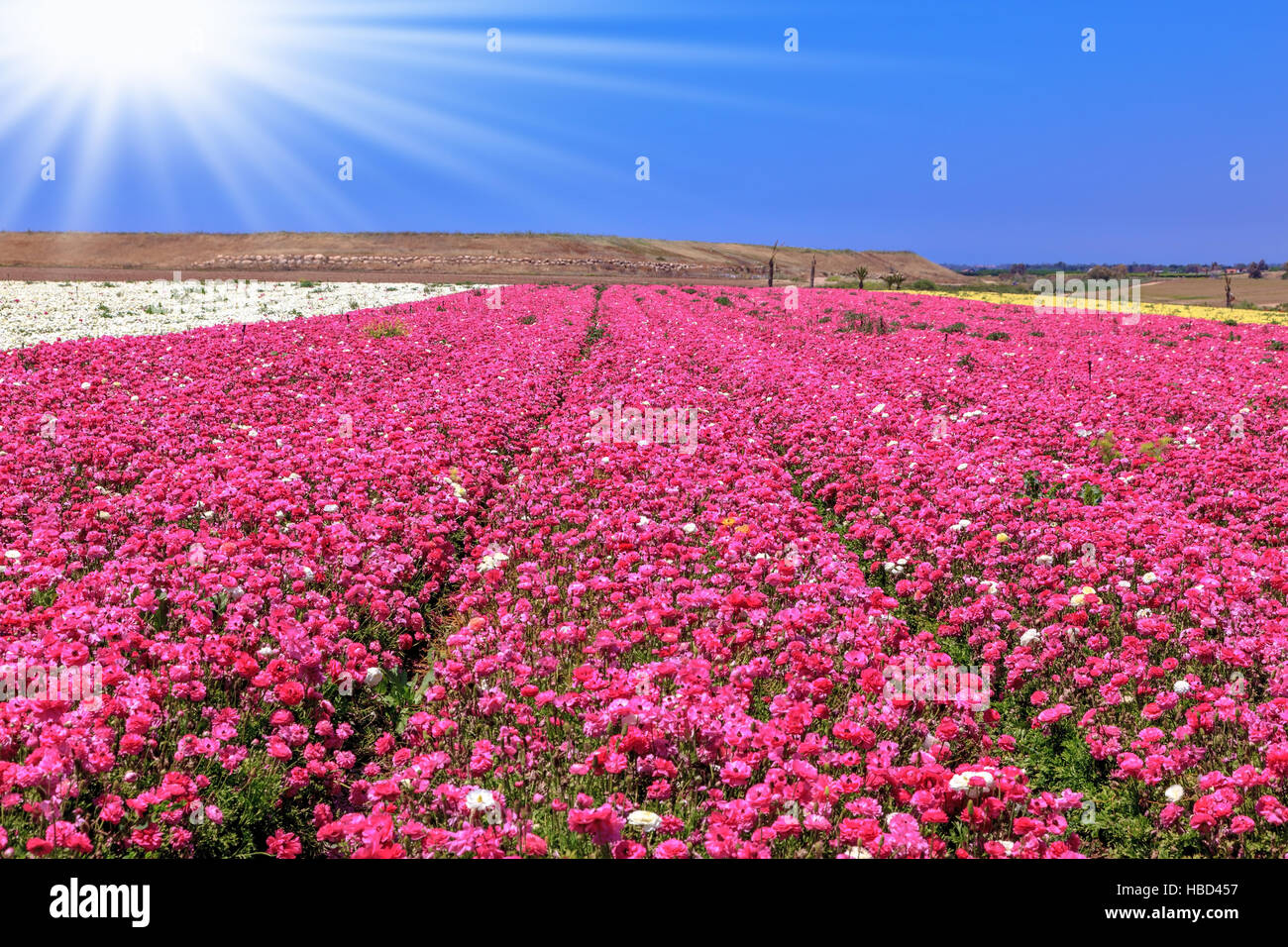 Endless fields of purple flowers Stock Photo