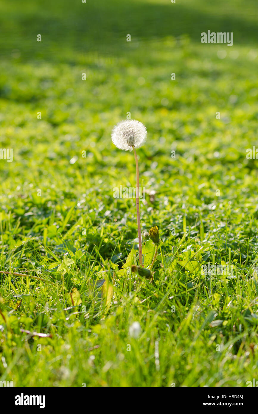 Single dandelion on green field Stock Photo