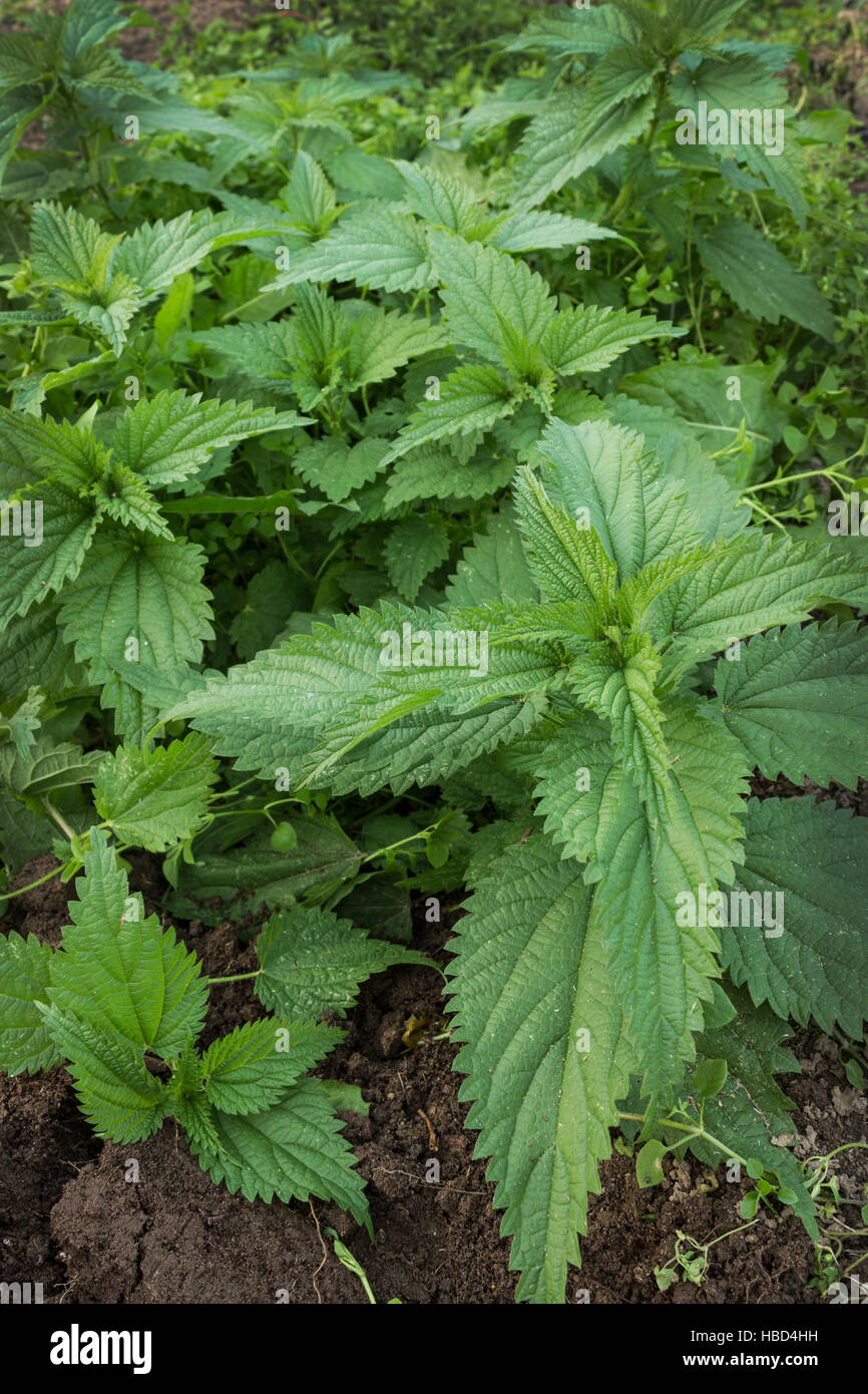 Burn nettles hires stock photography and images Alamy