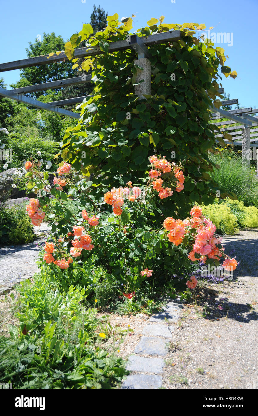 Rosa Westerland, Shrub rose Stock Photo - Alamy