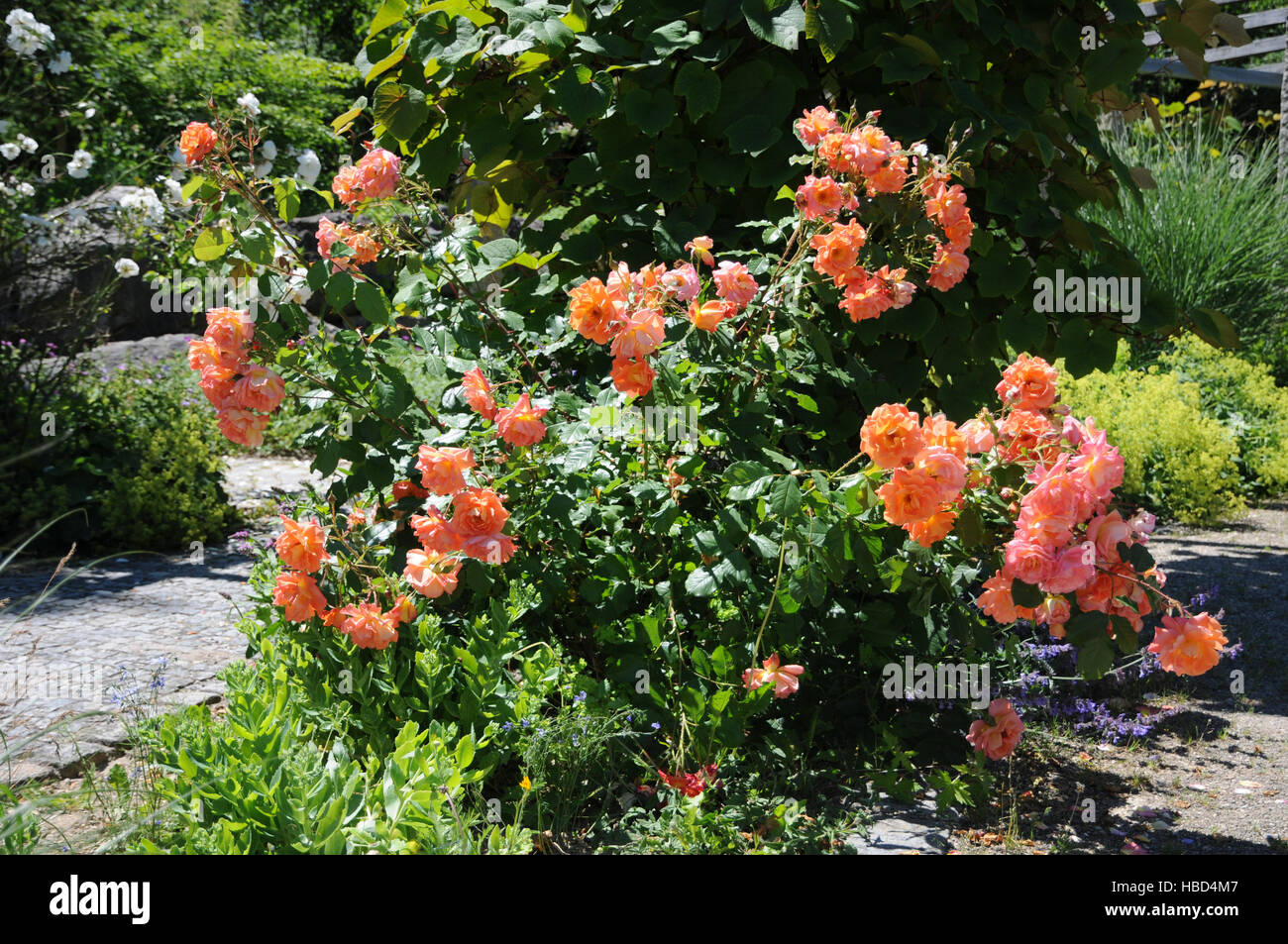 Rosa Westerland, Shrub rose Stock Photo