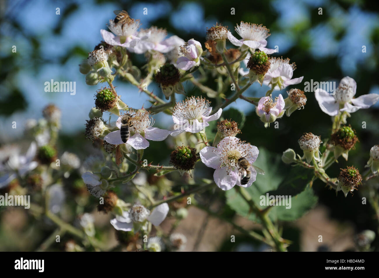 Rubus fruticosus, Blackberry, flower with bee Stock Photo