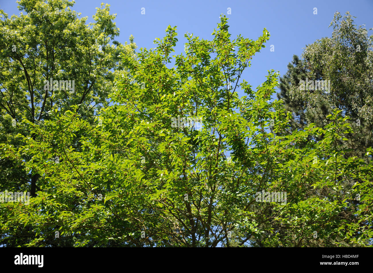 Morus nigra, Black mulberry Stock Photo