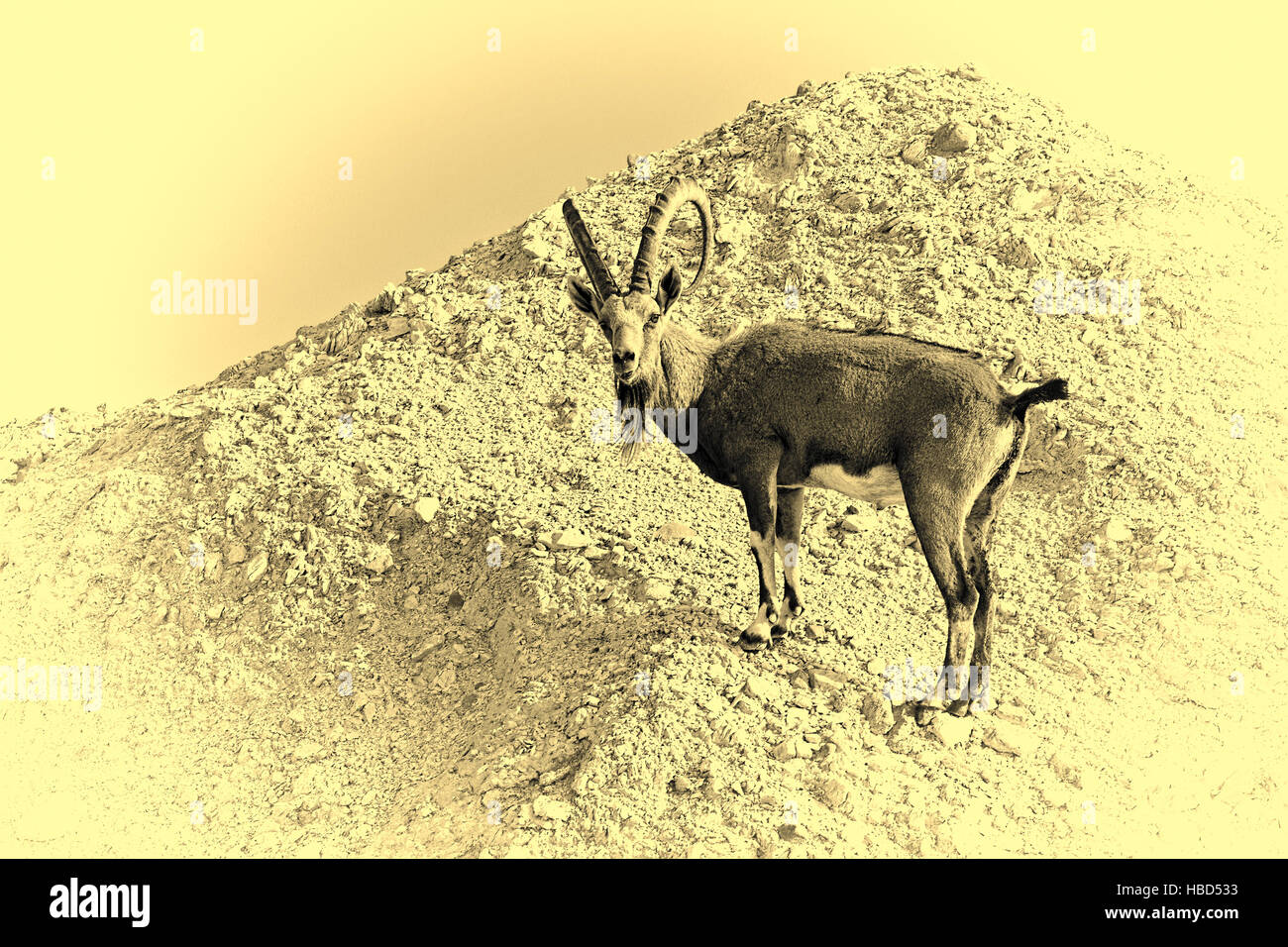 Ibexe in Israel Stock Photo - Alamy