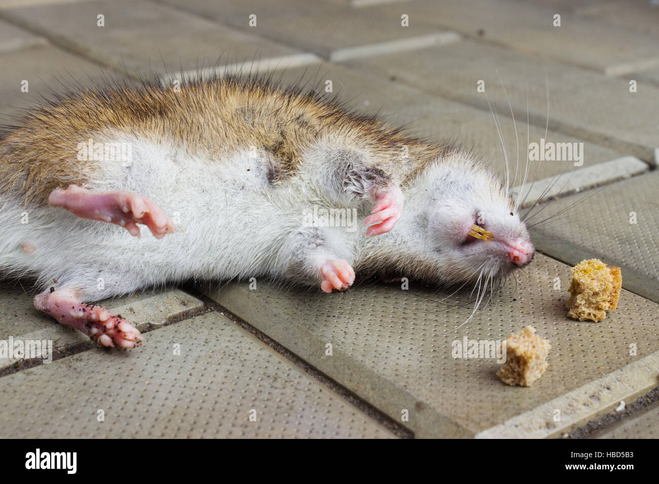 Rat poisoned by toxic bait Stock Photo