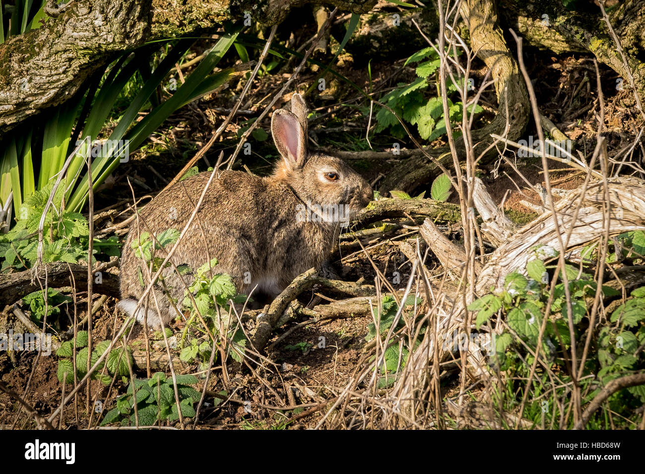 A wild rabbit hiding amongst vegetation.  Orytolagus cuniculus. Stock Photo