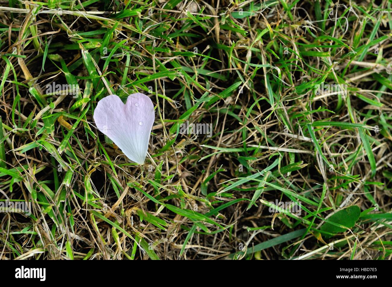 Heart leaf on the ground Stock Photo