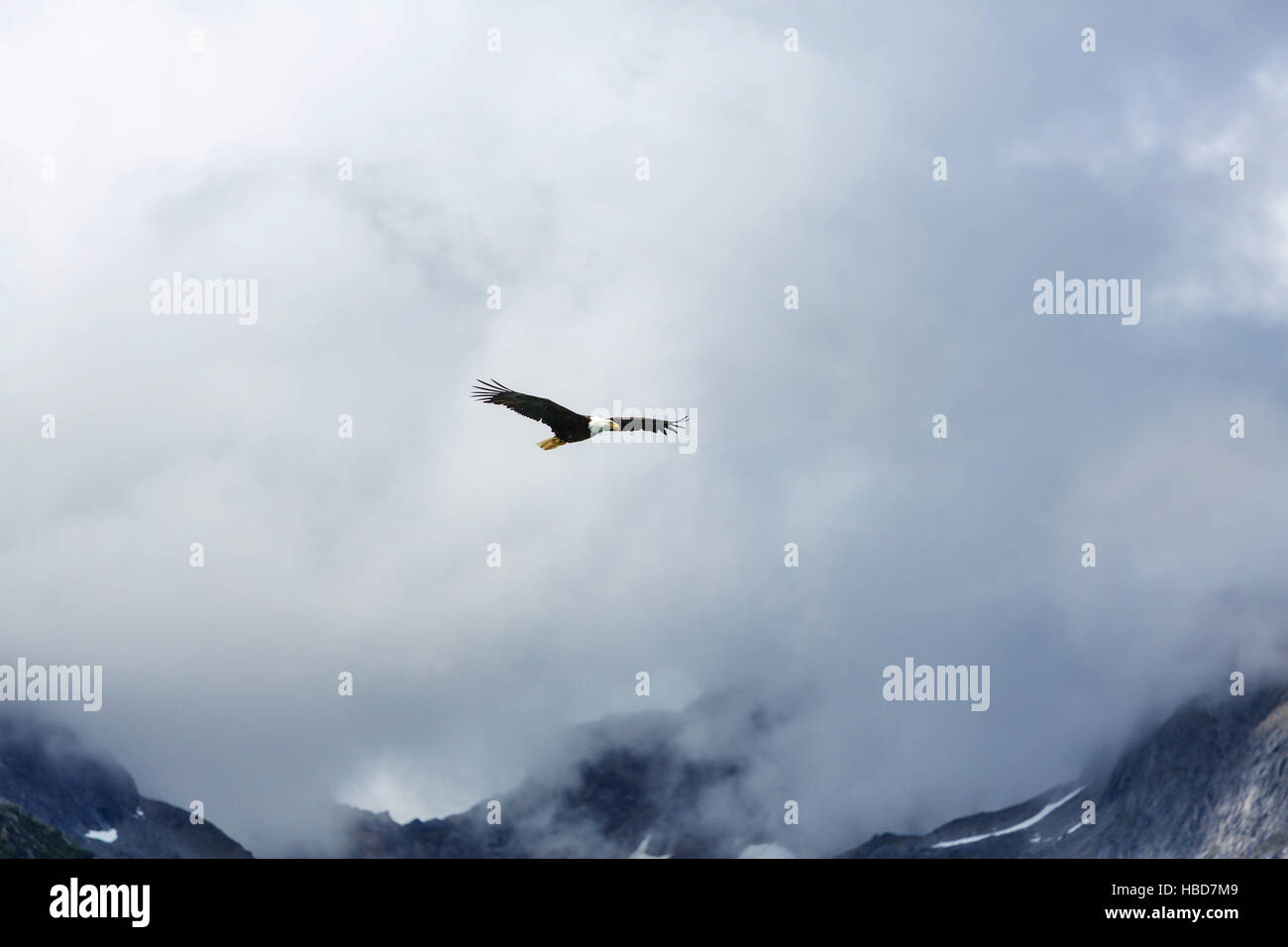 Bald eagle lake hi-res stock photography and images - Alamy