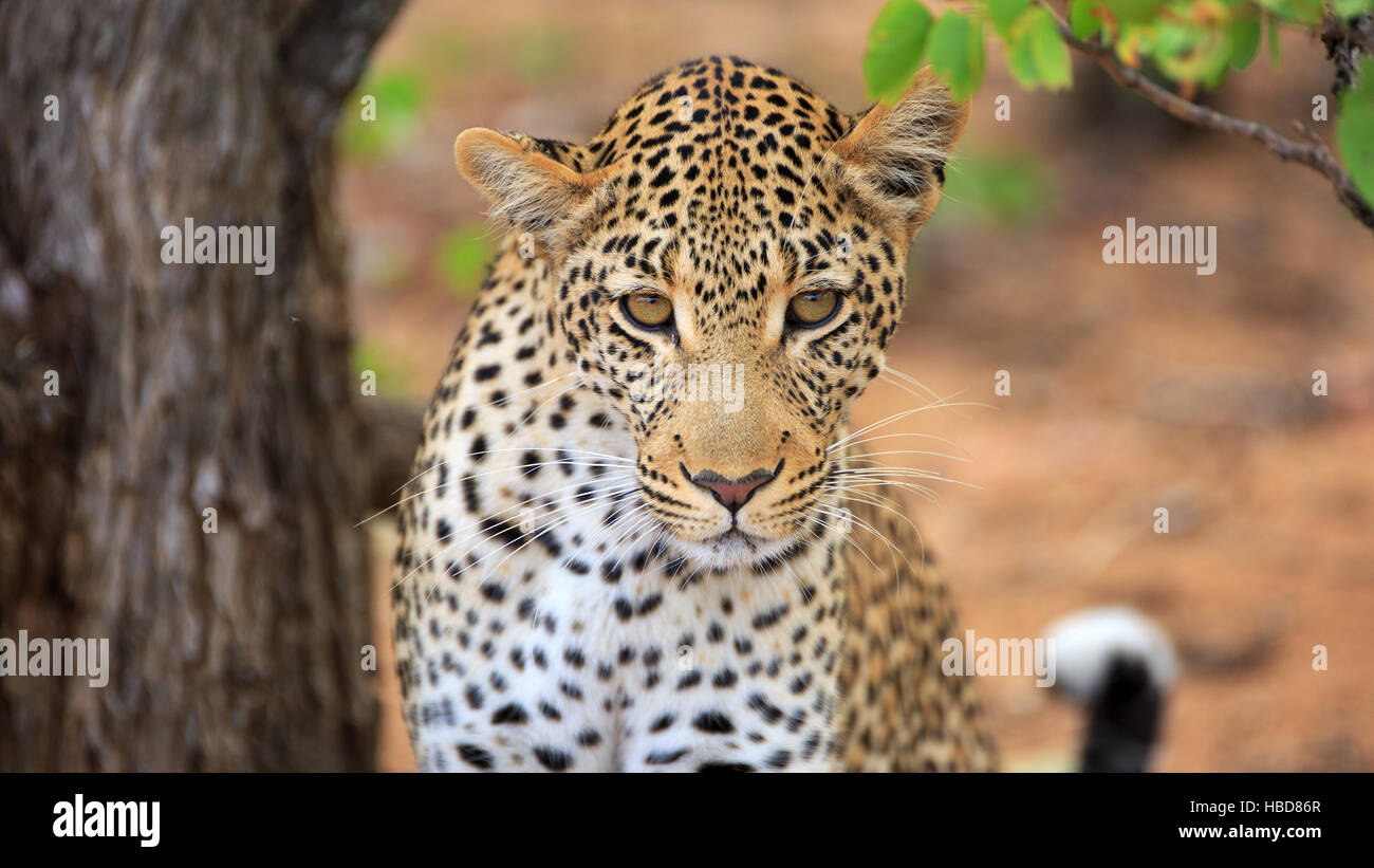 R Leopard Raubkatze big five hi-res stock photography and images - Alamy