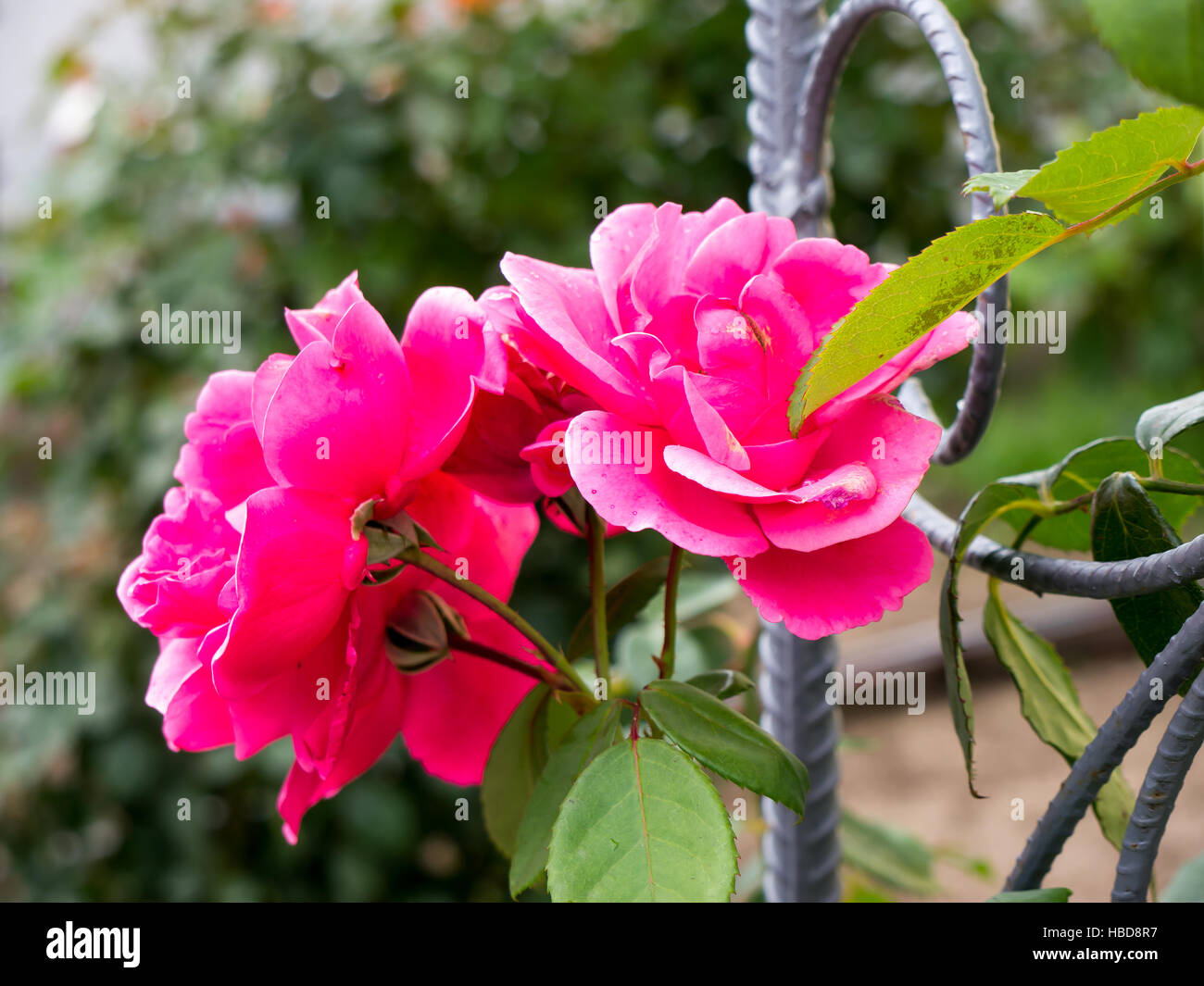 The nature garden flower Rose. Stock Photo