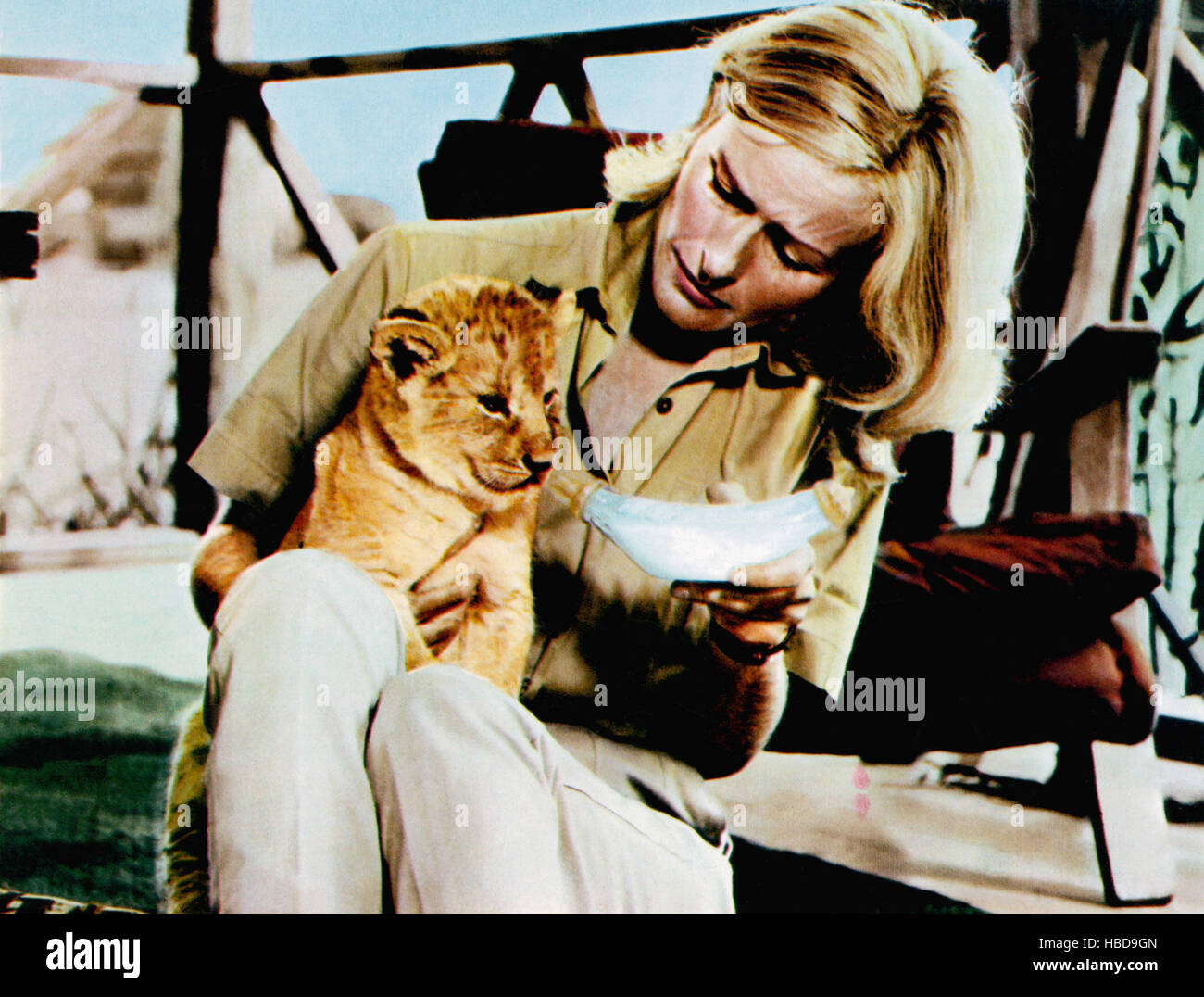 BORN FREE Elsa The Lion Virginia McKenna 1966 Stock Photo Alamy Born free elsa the lion virginia mckenna 1966 stock photo alamy