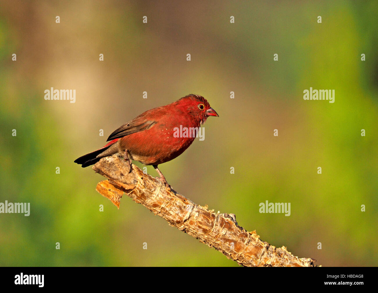 Male Red-Billed Firefinch (Lagonosticta senegala) perched on tip of flaking branch at Lake Baringo Rift Valley Kenya Africa Stock Photo