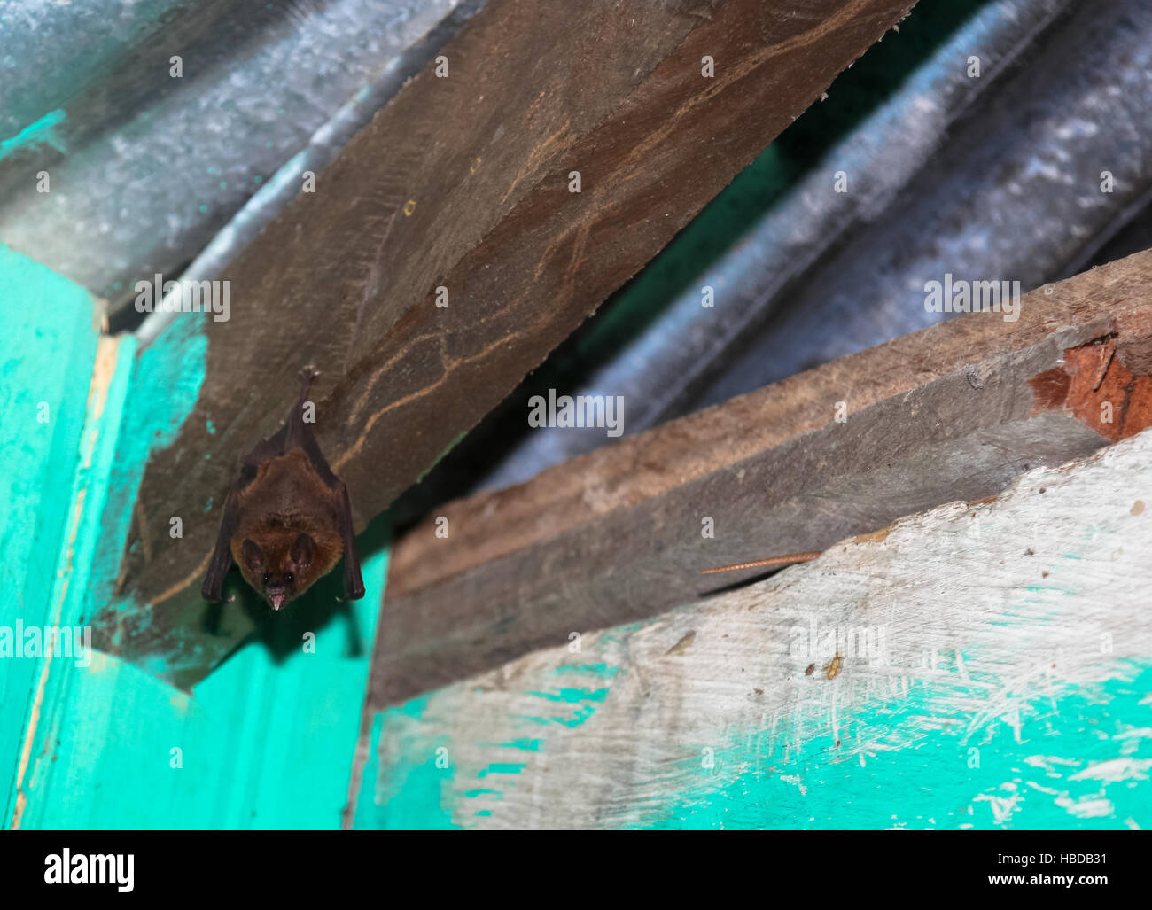 Bat in amazon house Stock Photo Alamy