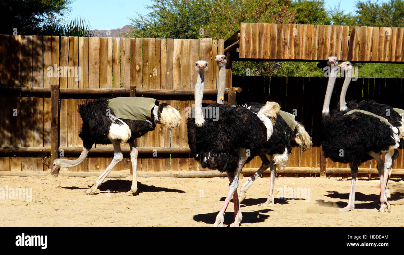 Red Ostriches Stock Photo