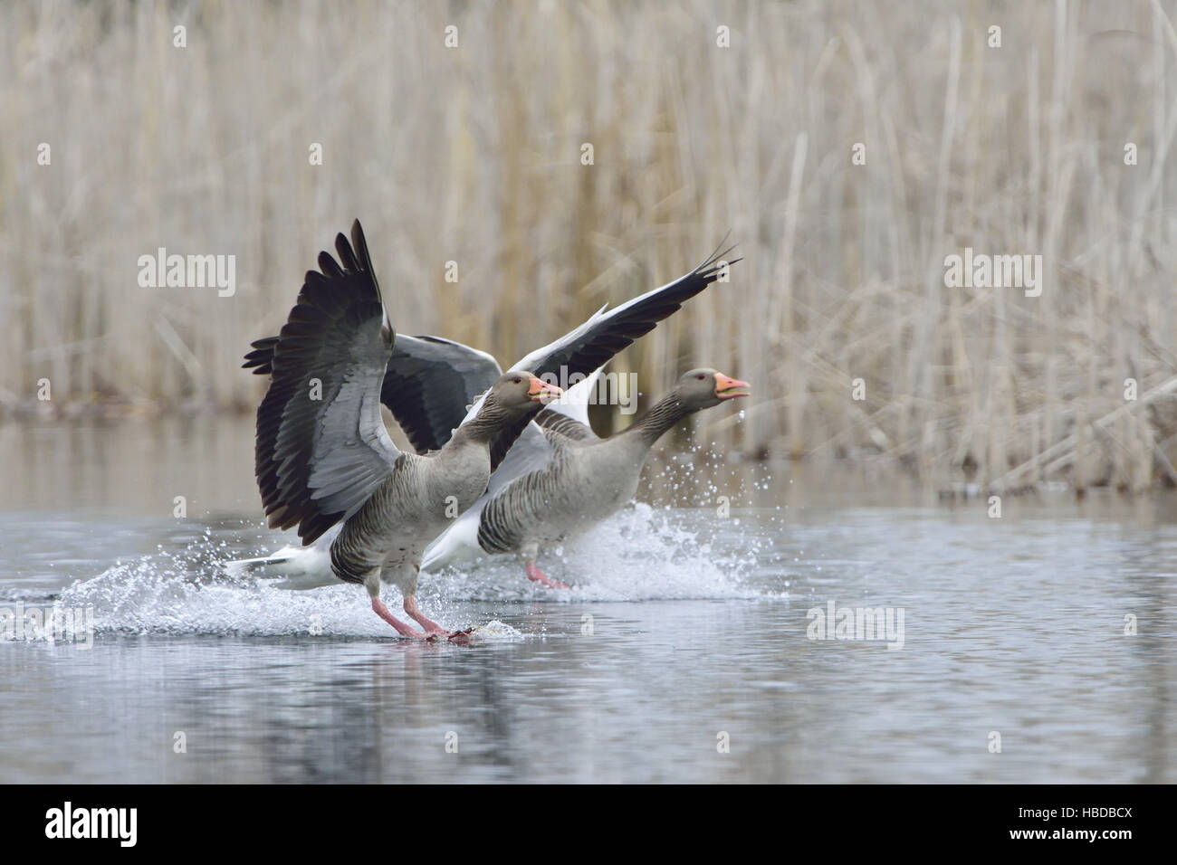 Greylag Geese Stock Photo