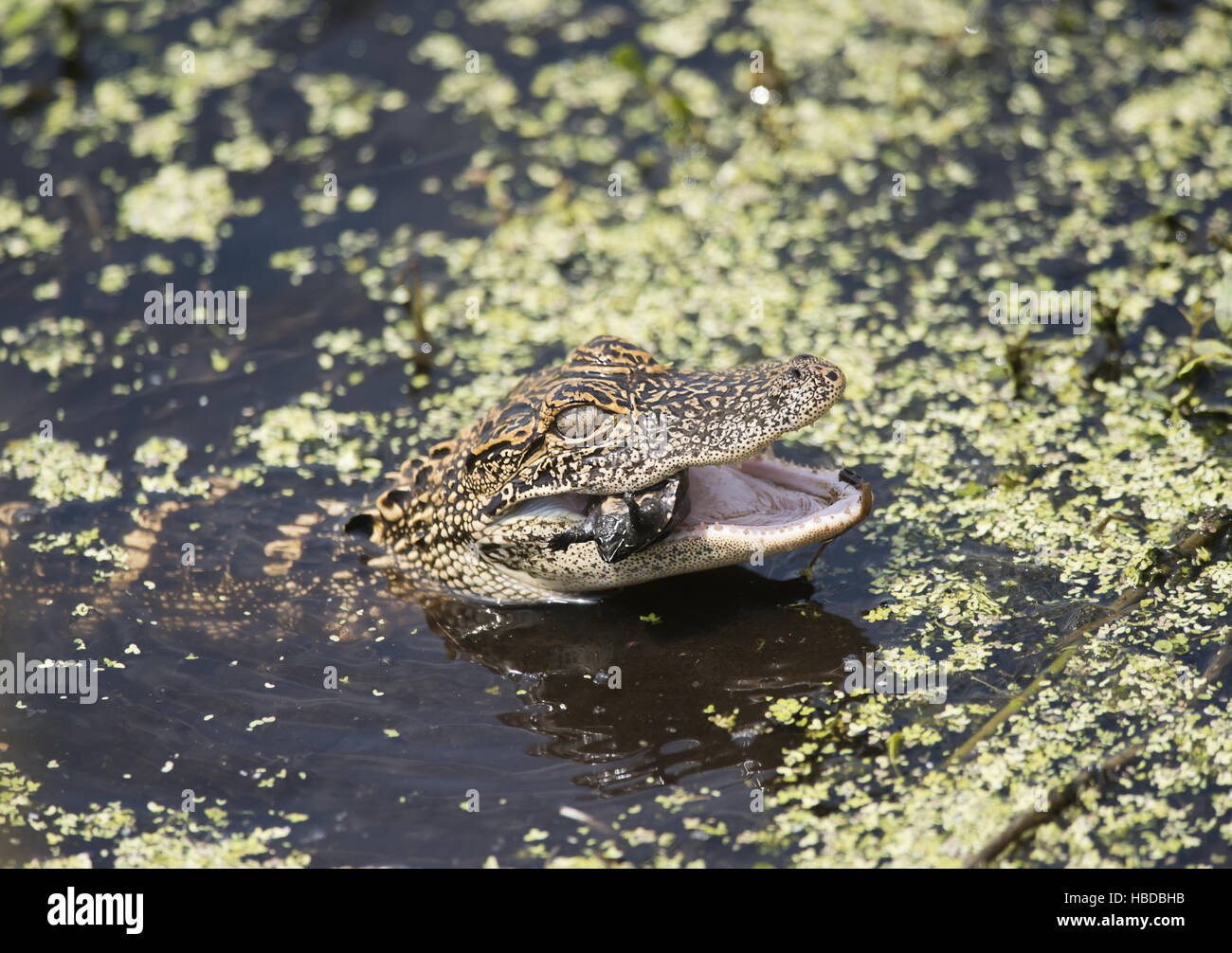 Baby American Alligator feeding Stock Photo