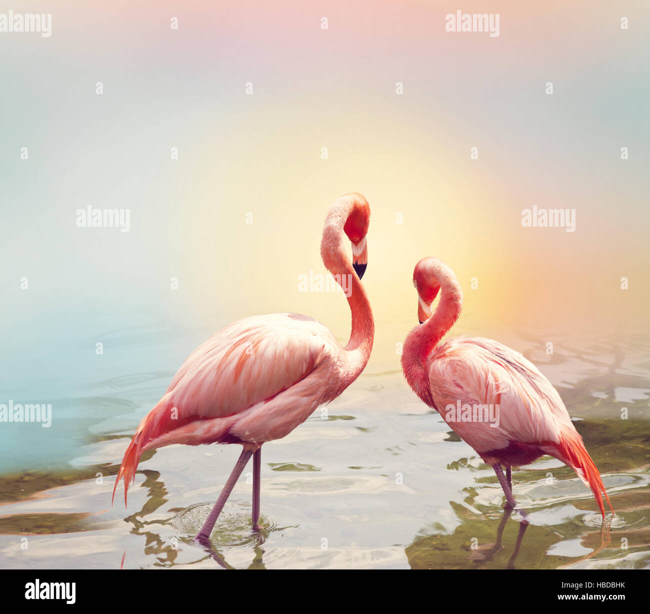 Two Flamingos near water Stock Photo