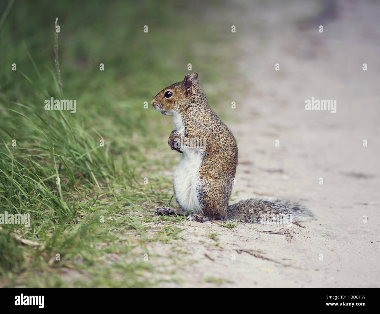 Eastern gray squirrel Stock Photo