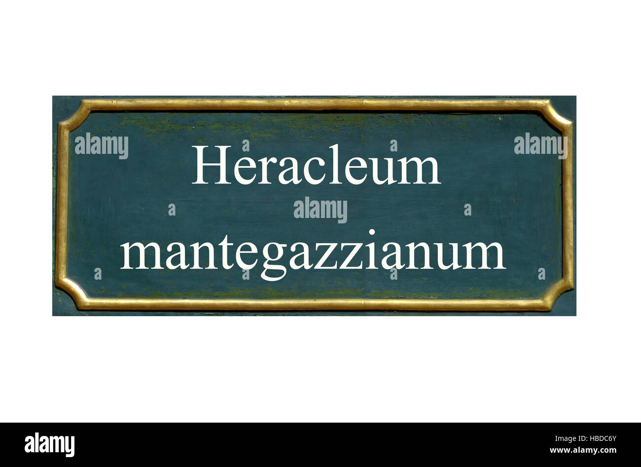 shield Heracleum mantegazzianum Stock Photo