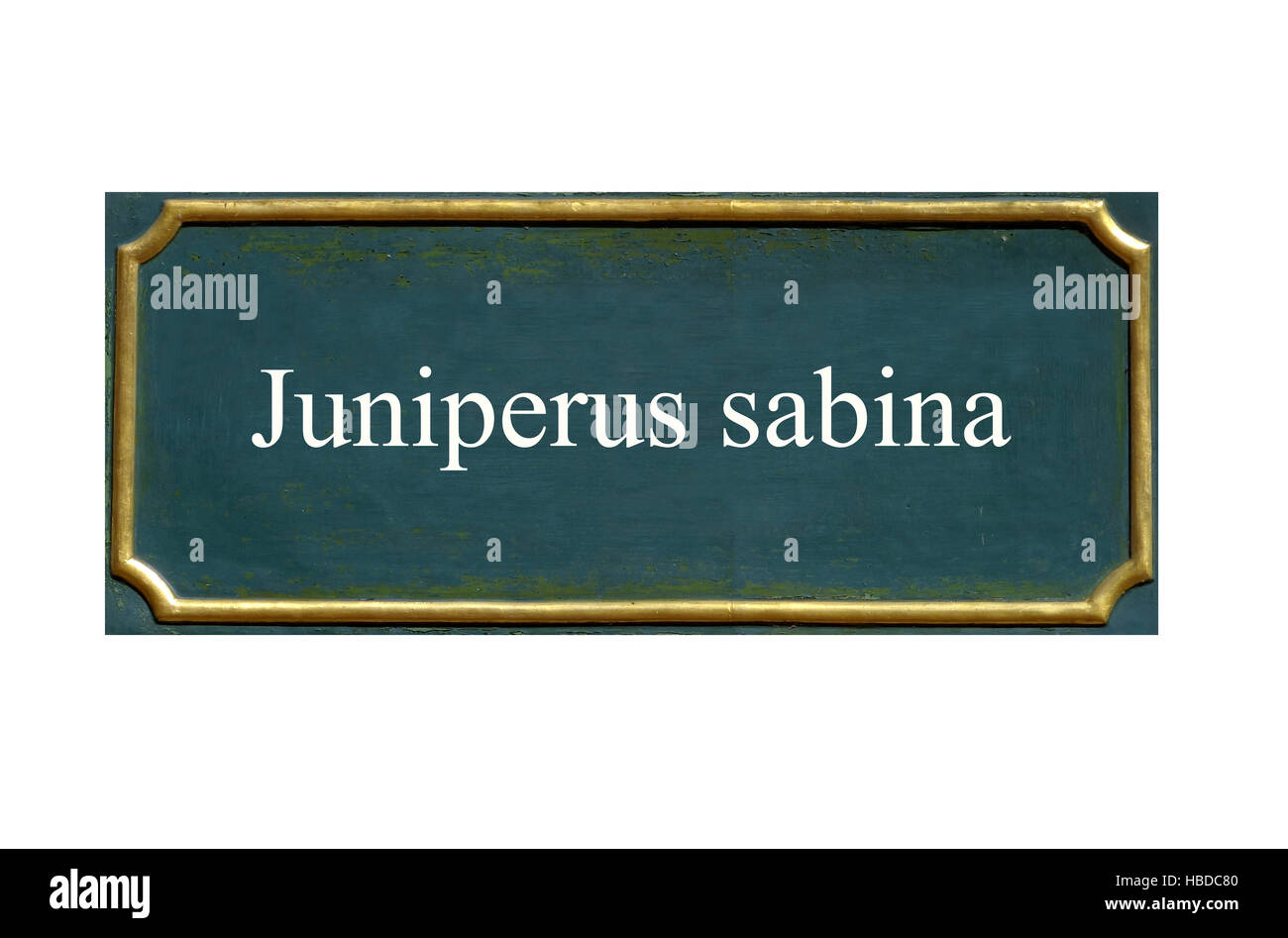 shield Juniperus sabina Stock Photo