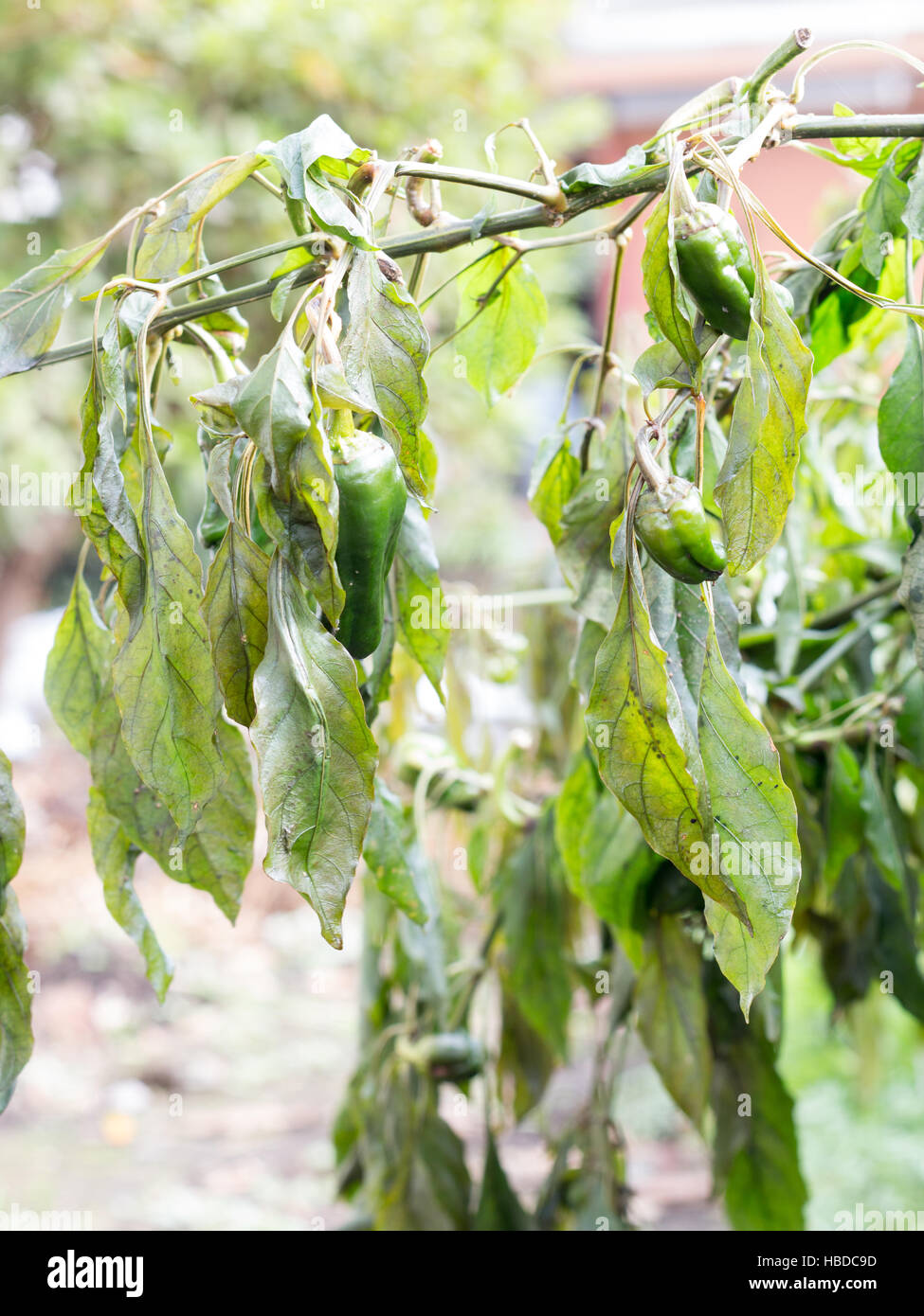 Withered vegetable trees on farm hi-res stock photography and images ...