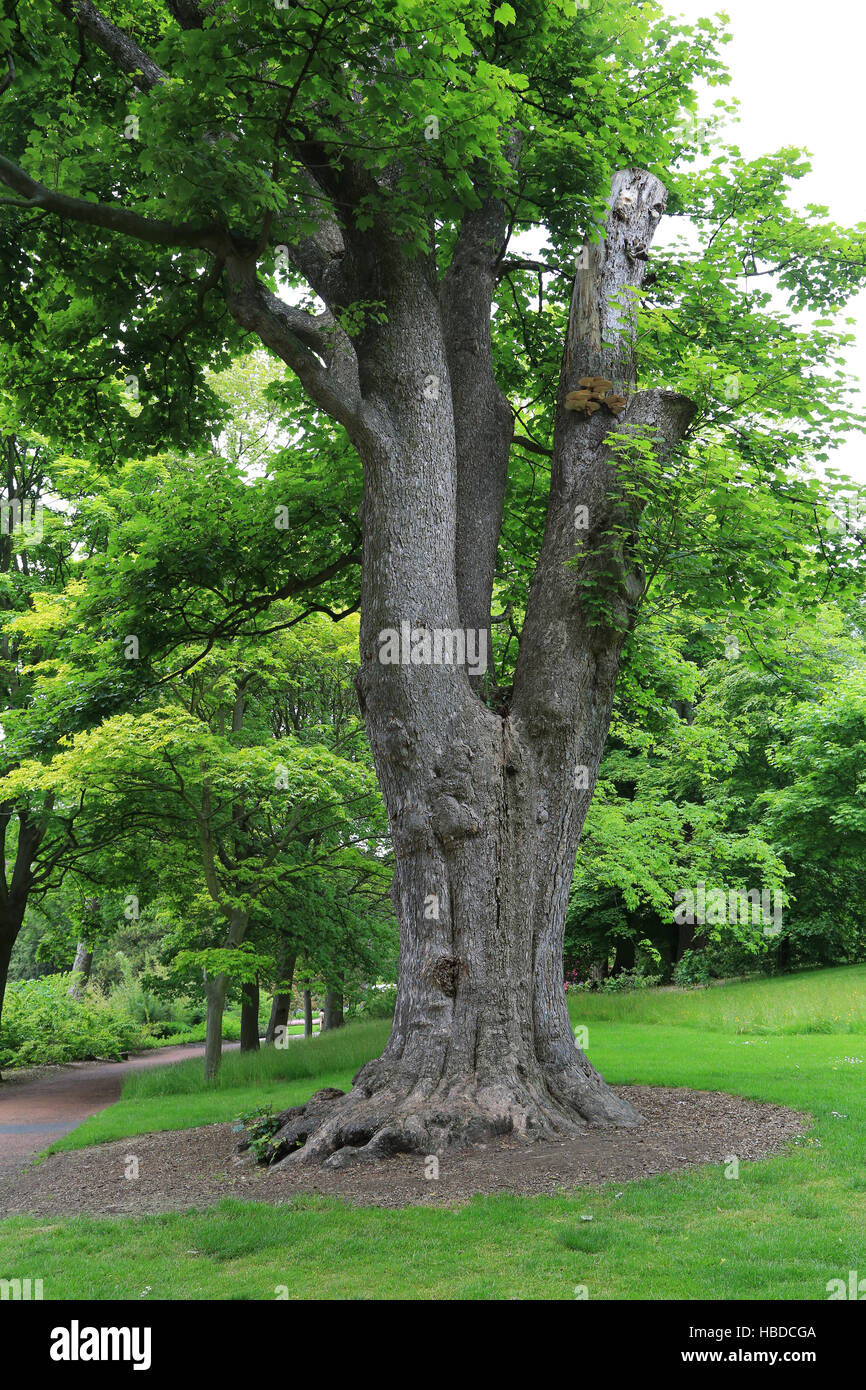 Sycamore maple, Acer pseudoplatanus Stock Photo