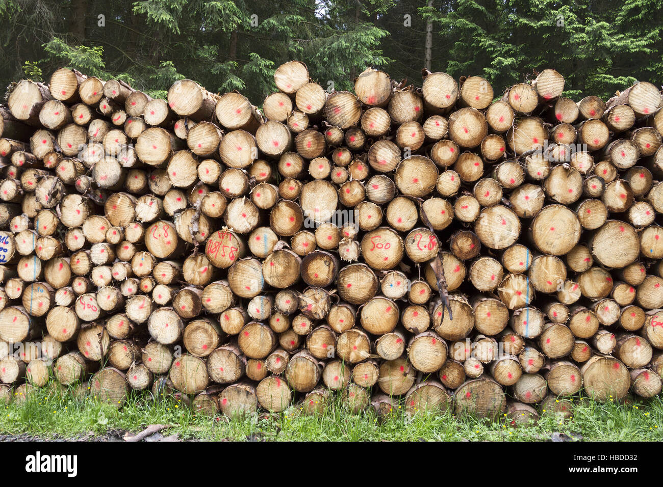 tree trunks Stock Photo
