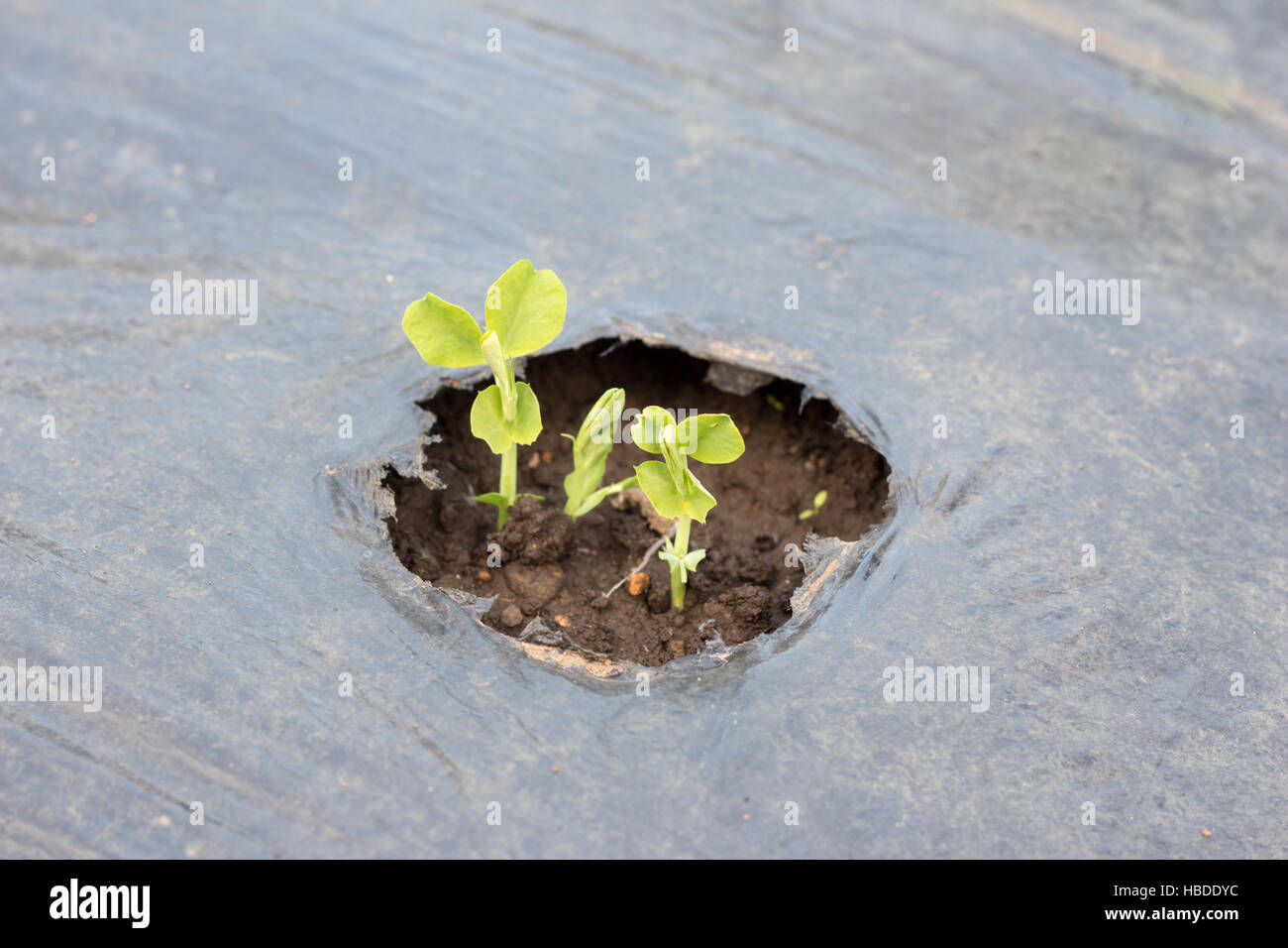 Growing vegetables on farm, young sprout of snap beans Stock Photo