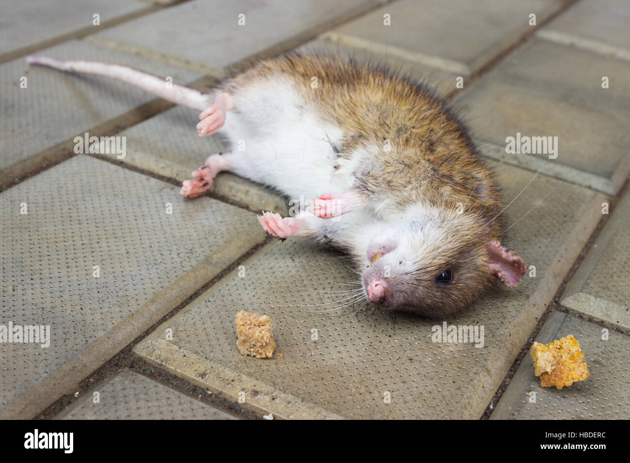 Redhead Rat poisoned by toxic bait Stock Photo