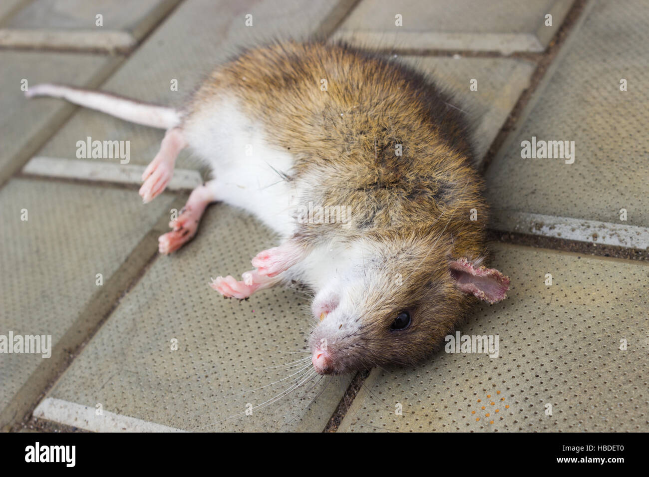 A poisoned rat Stock Photo