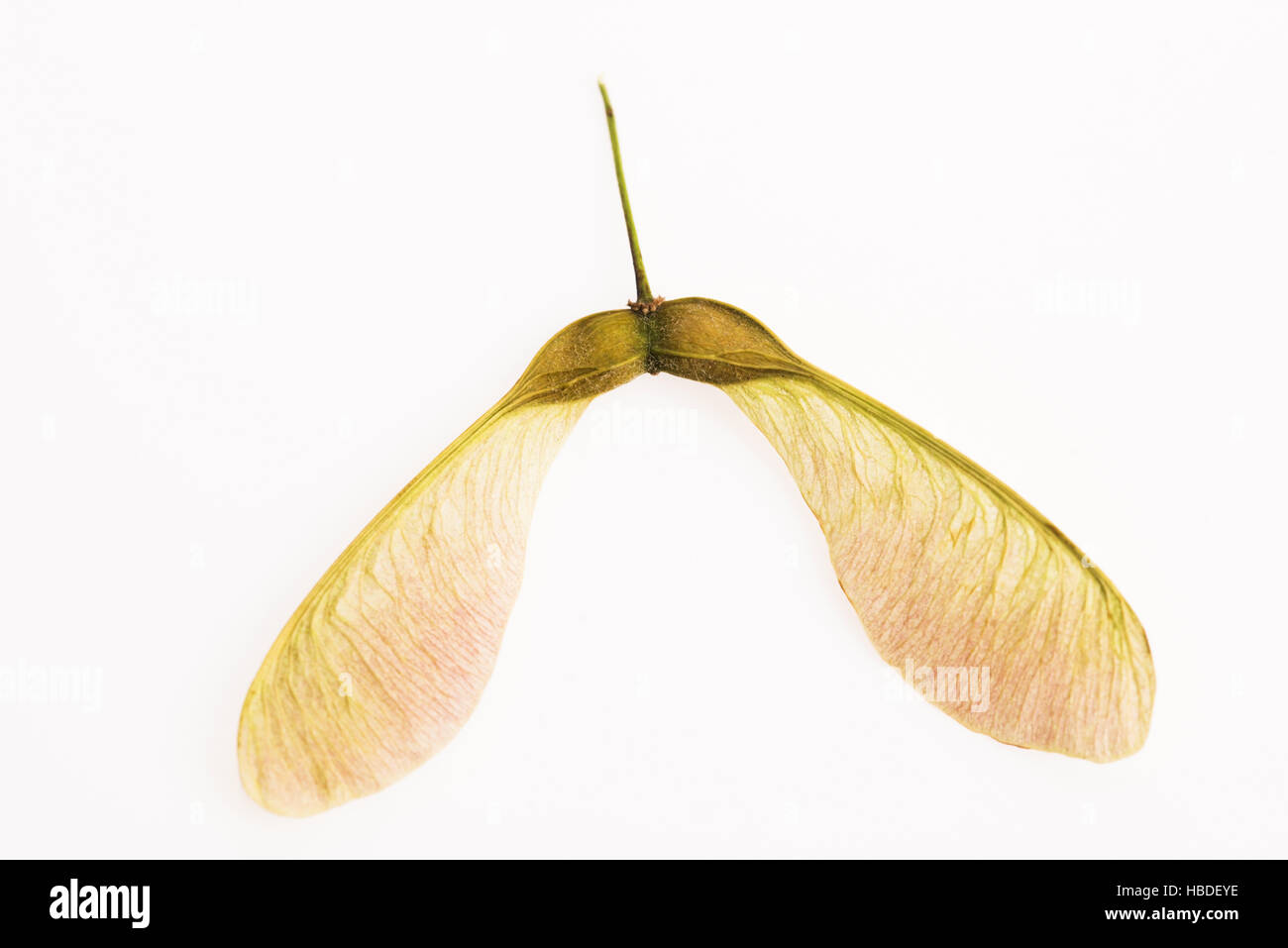 Two winged maple seeds attached to the stem Stock Photo