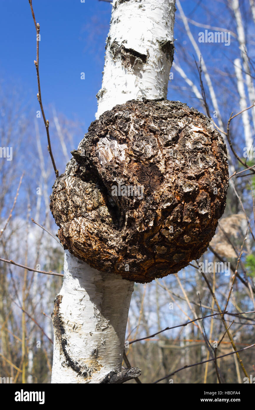 Monstrous excrescence on  birch trunk Stock Photo
