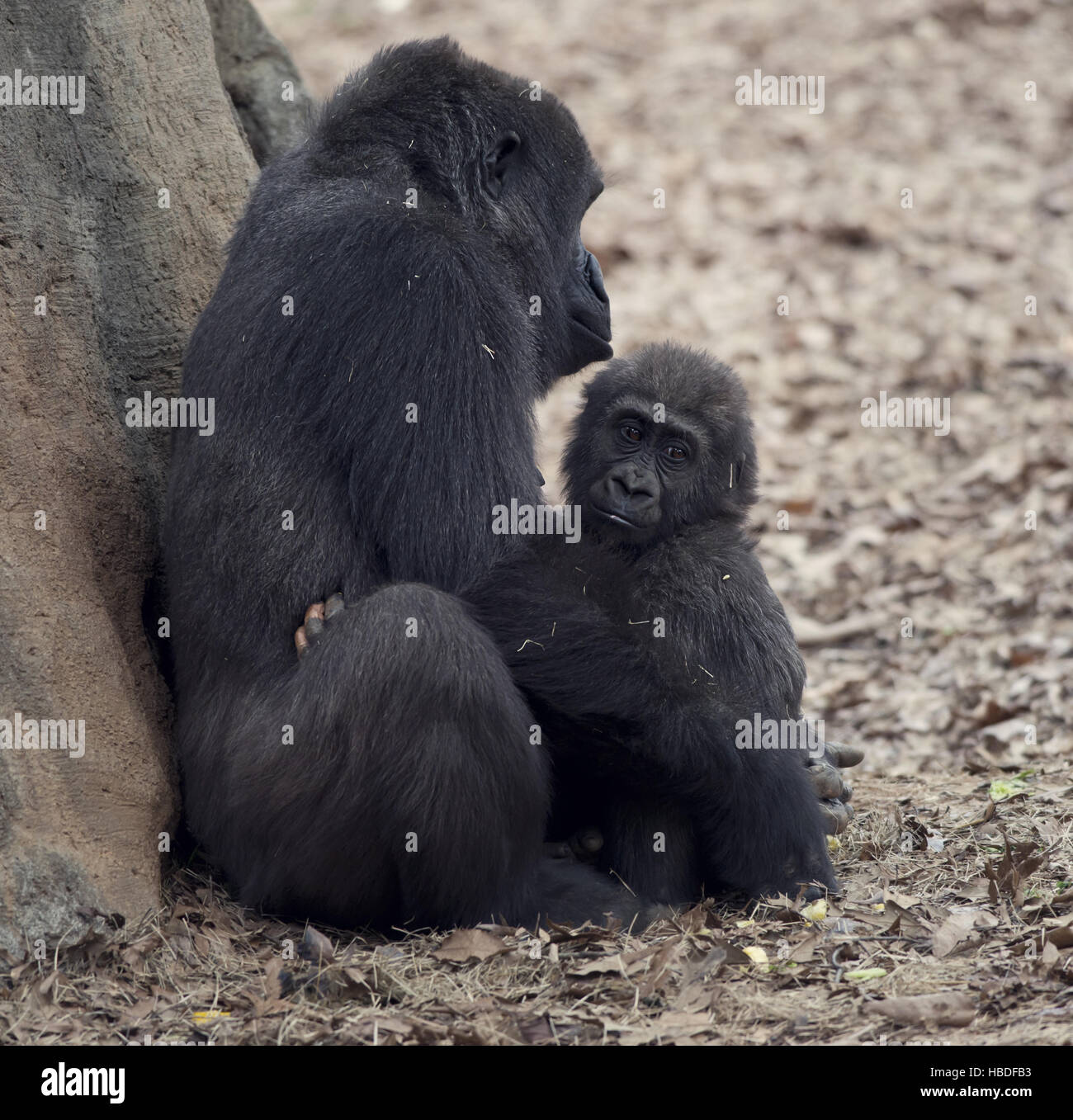 Gorilla Female and a  Baby Stock Photo